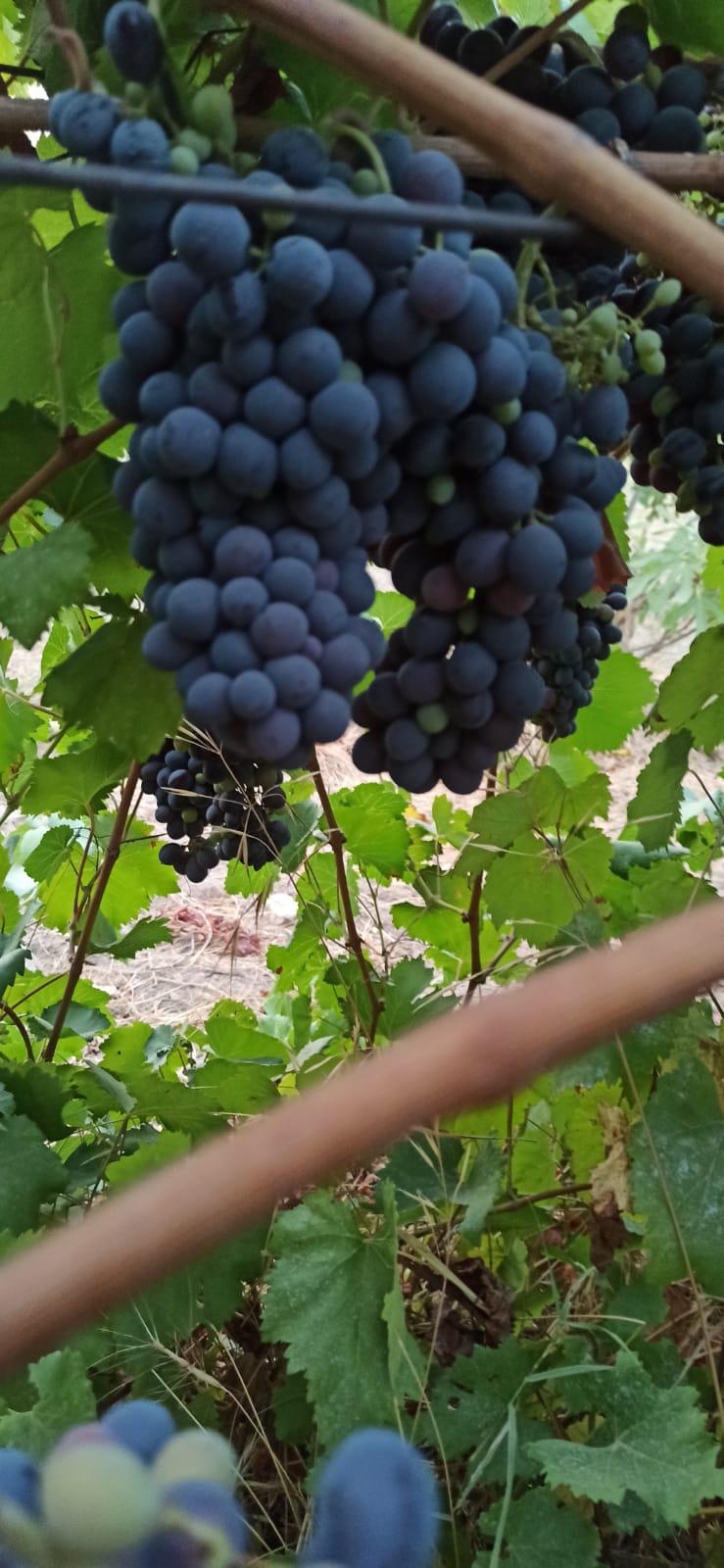 Üzüm - Zi̇ya Kaşlı tarafından verilen satılık cabernet sauvignon çeşidi üzüm  ilanını ve diğer satılık üzüm ilanlarını tarimziraat.com adresinde bulabilirsiniz