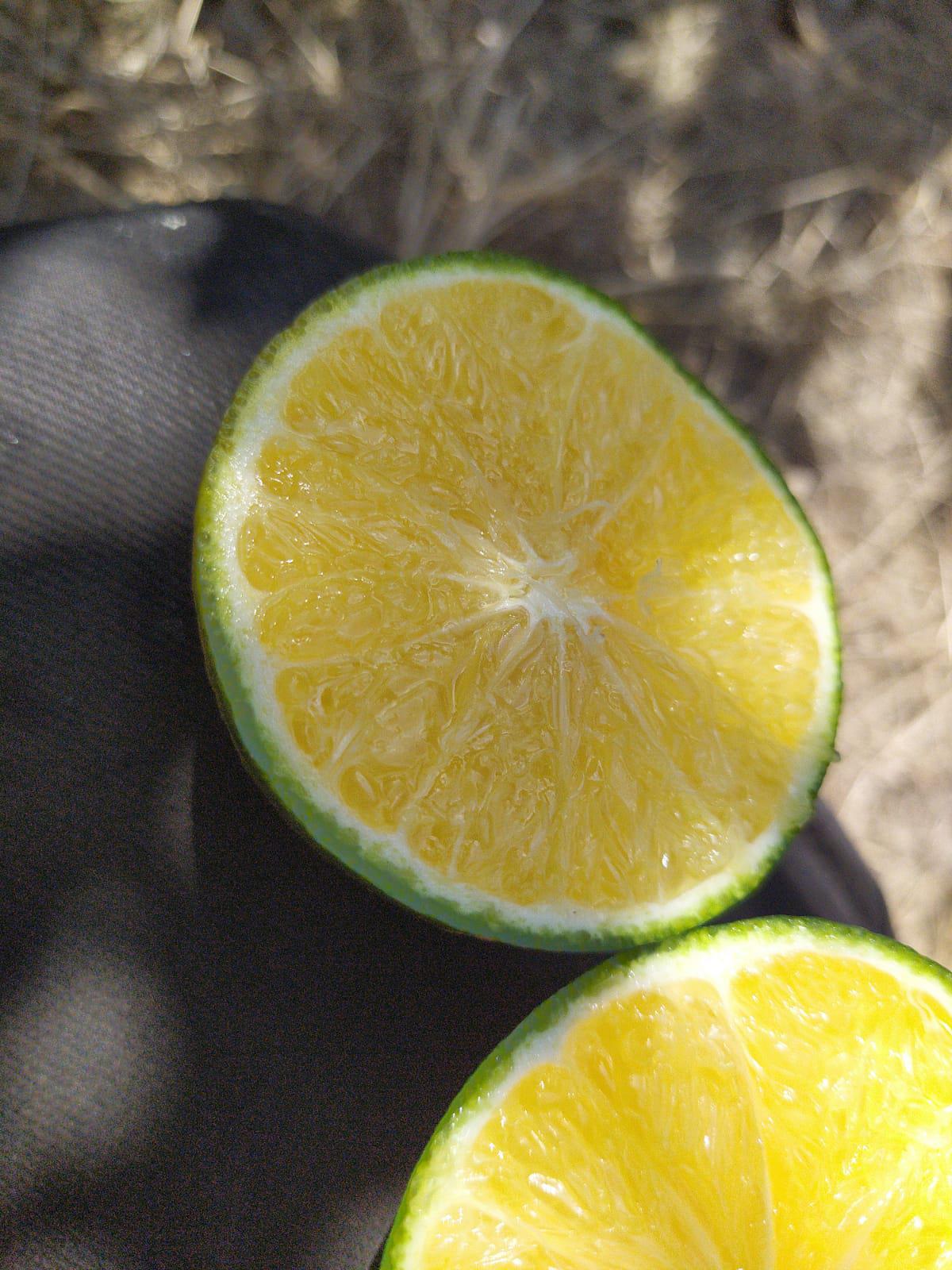 Mersin Tarsus Satılık Mandalina