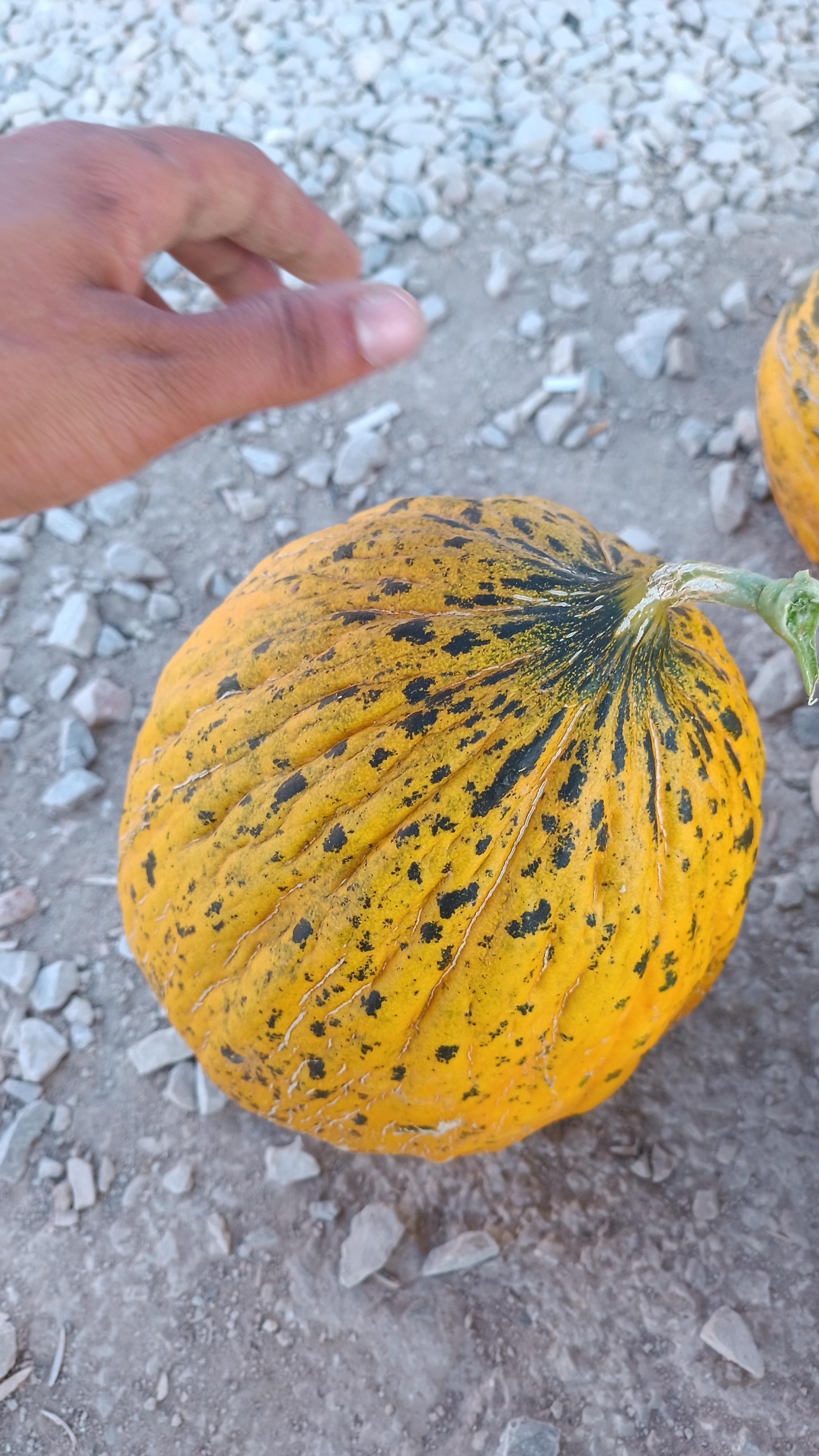 Konya Çumra Satılık Kavun