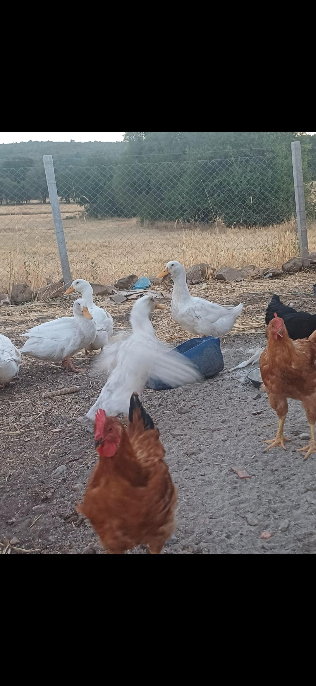 Kütahya Merkez Satılık Ördek
