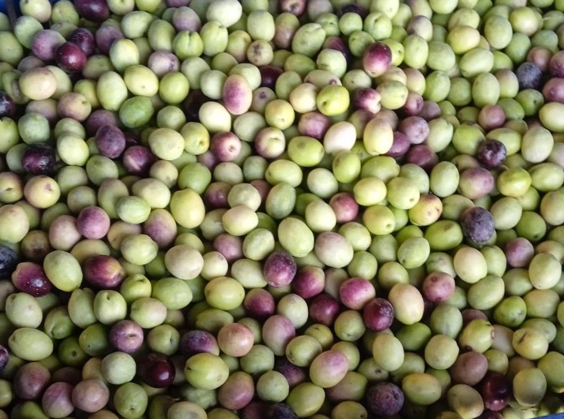 Zeytin - Nurullah Benli tarafından verilen satılık zeytin ilanını ve diğer satılık zeytin ilanlarını tarimziraat.com adresinde bulabilirsiniz