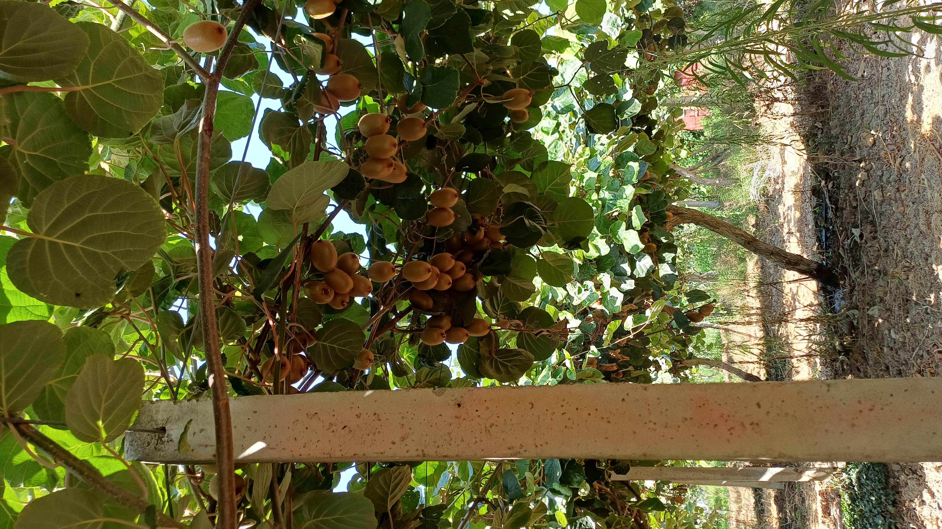 Sakarya Akyazı Satılık Kivi