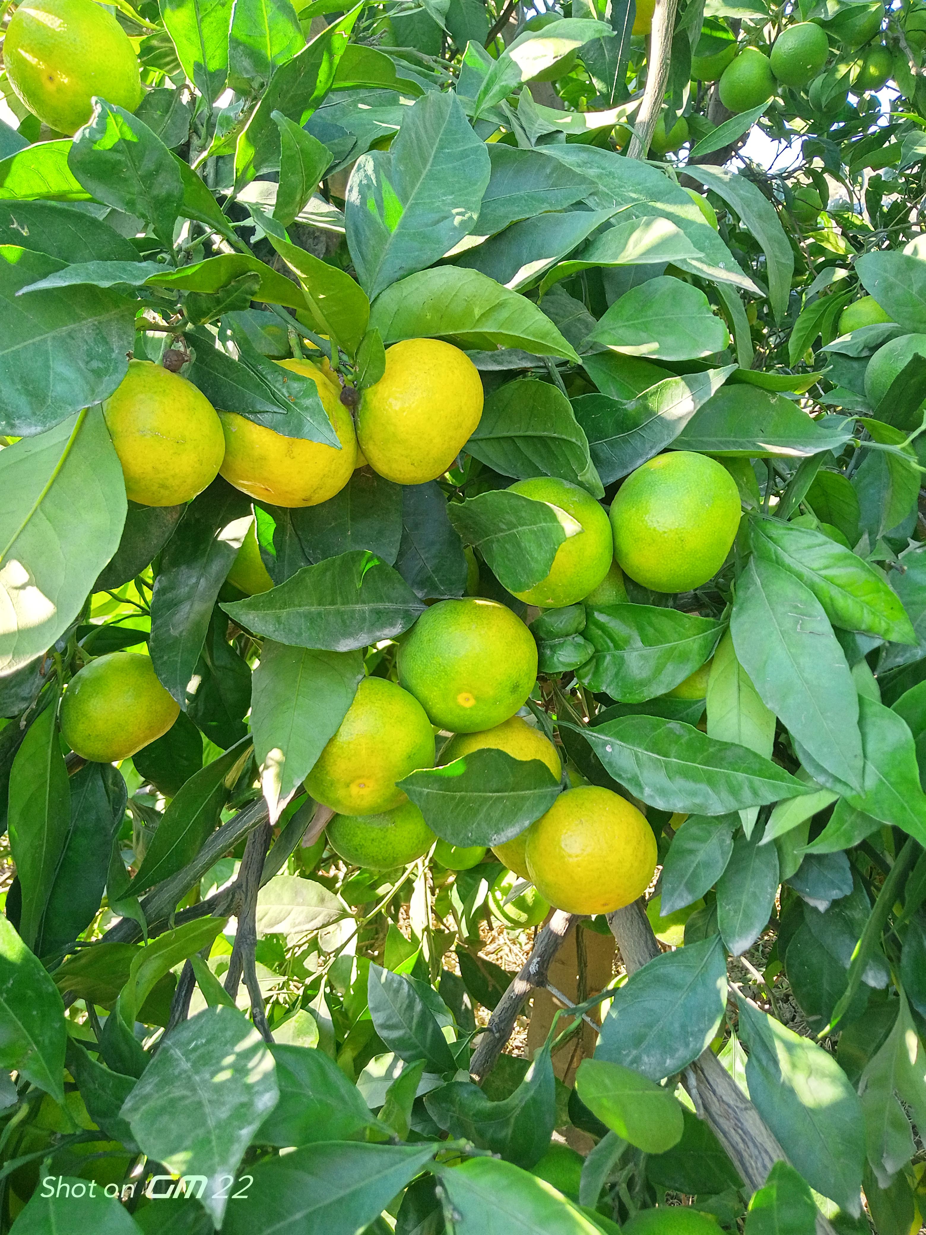 Mandalina - Ali Becerikli tarafından verilen satılık okitsu wase çeşidi mandalina  ilanını ve diğer satılık mandalina ilanlarını tarimziraat.com adresinde bulabilirsiniz