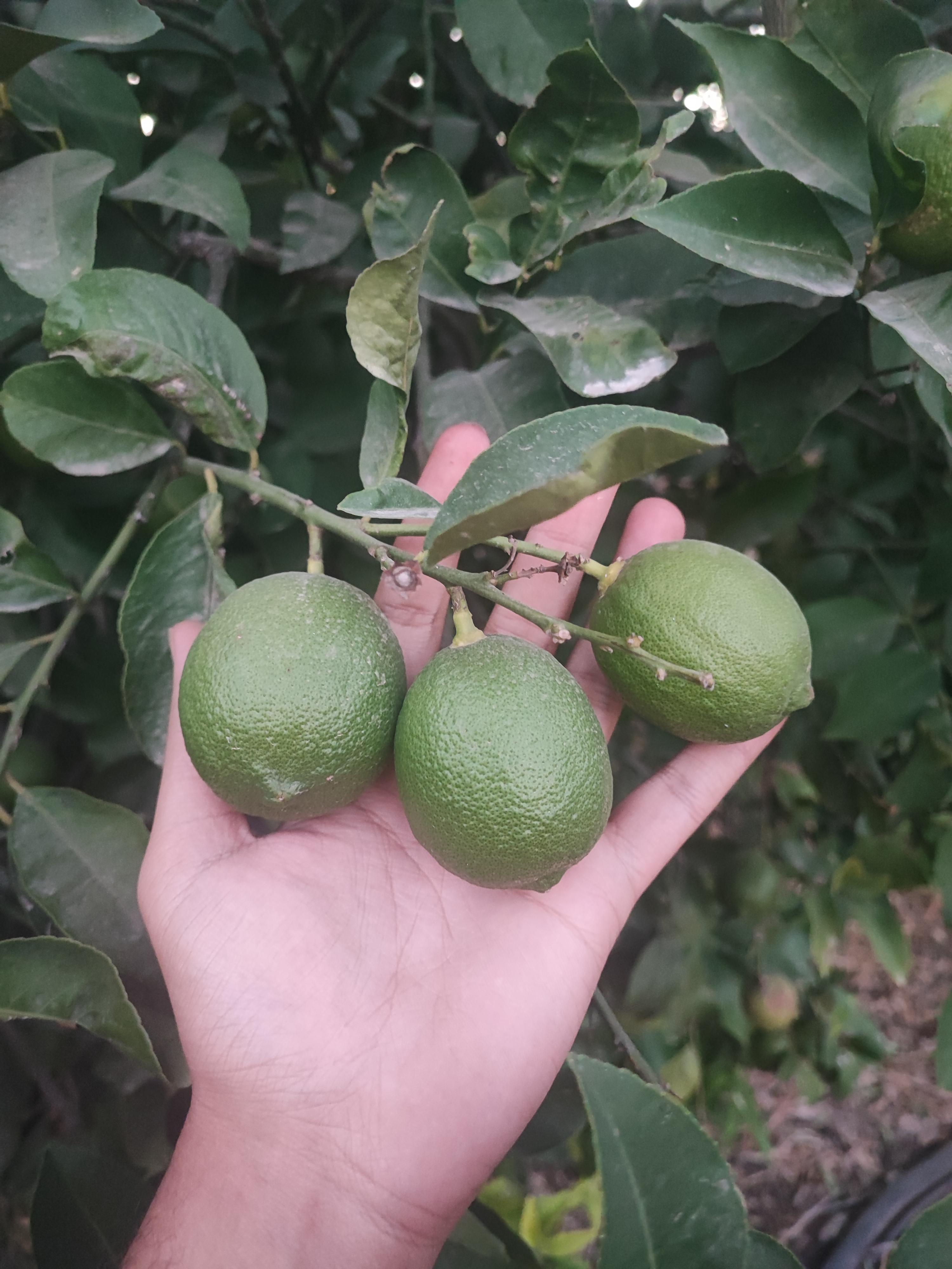 Limon - Anıl Namlı tarafından verilen satılık kütdiken çeşidi limon  ilanını ve diğer satılık limon ilanlarını tarimziraat.com adresinde bulabilirsiniz