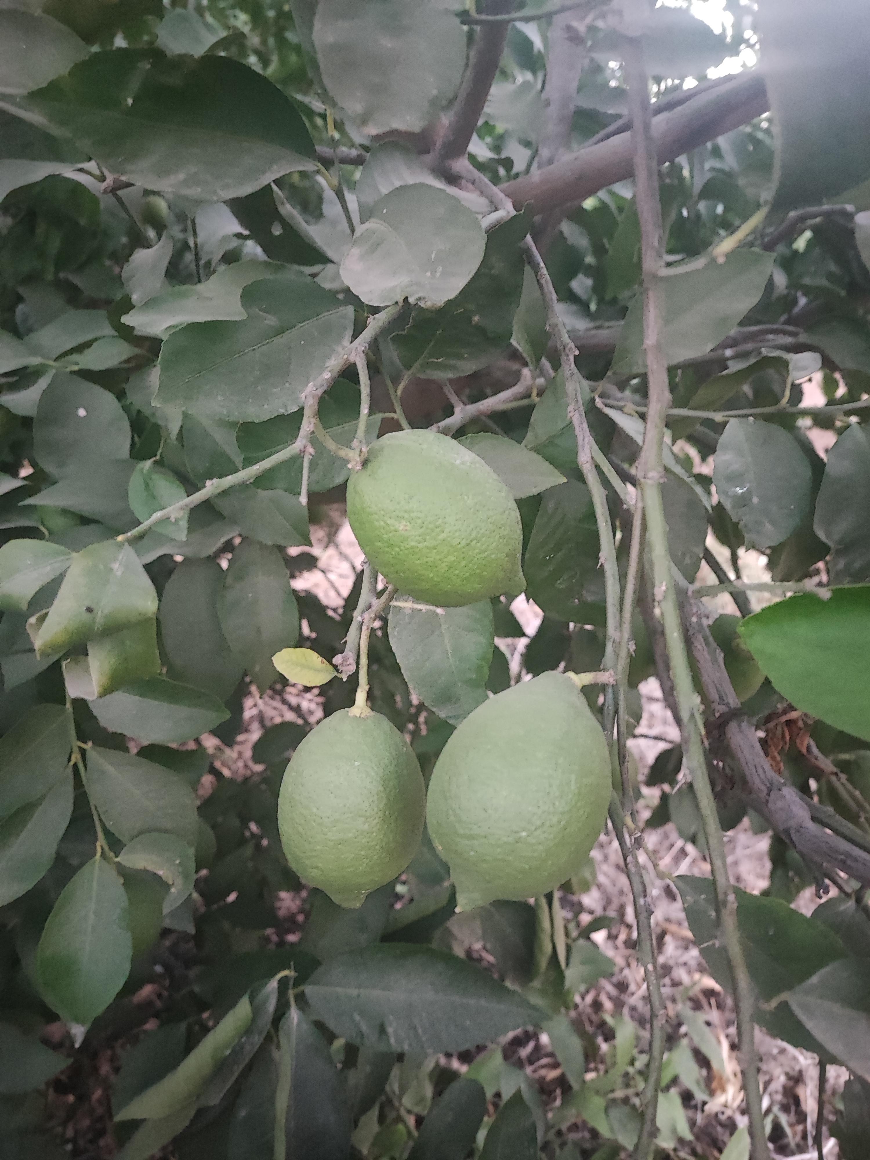 Adana Yüreğir Satılık Limon