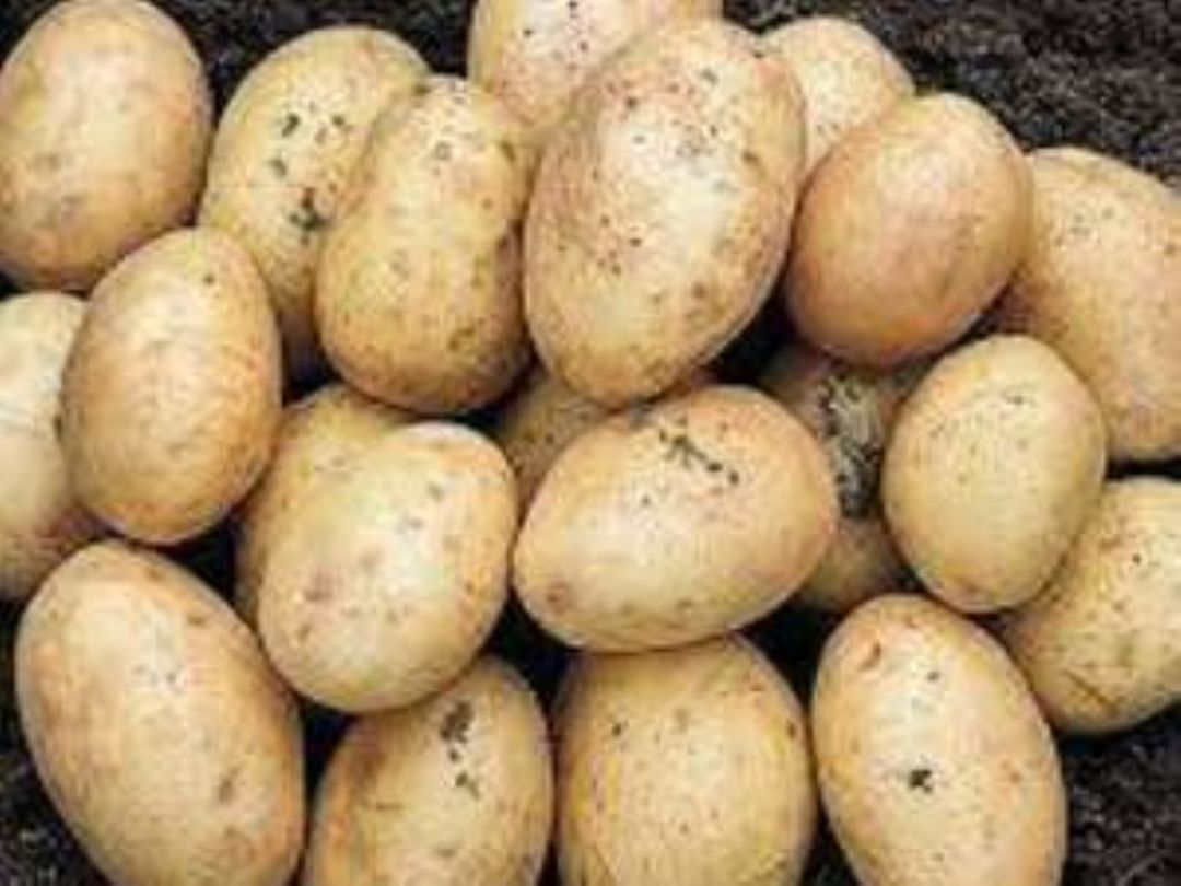 Patates - MUSA ÇETİN tarafından verilen satılık agria çeşidi patates  ilanını ve diğer satılık patates ilanlarını tarimziraat.com adresinde bulabilirsiniz