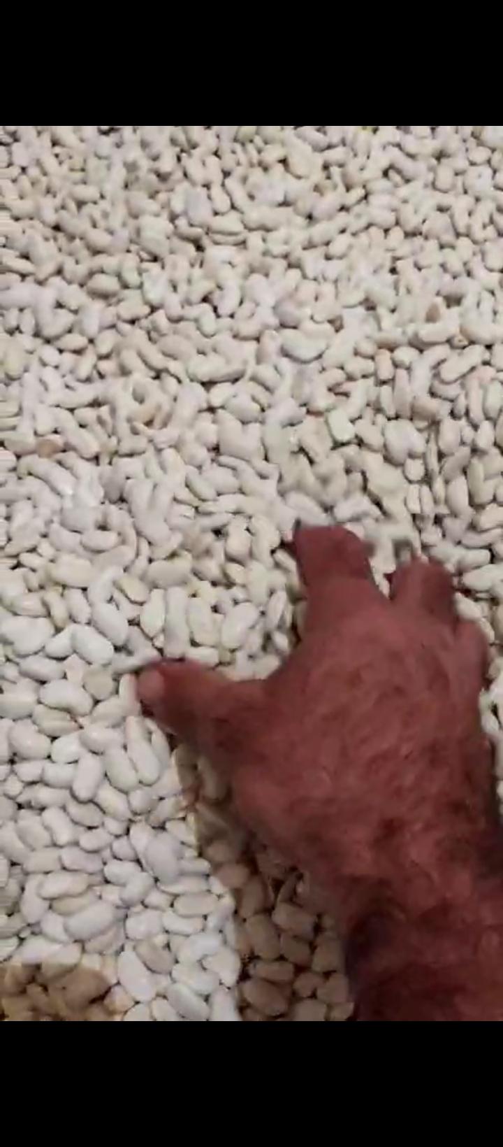 Erzincan Çayırlı Satılık Kuru Fasulye tohumu