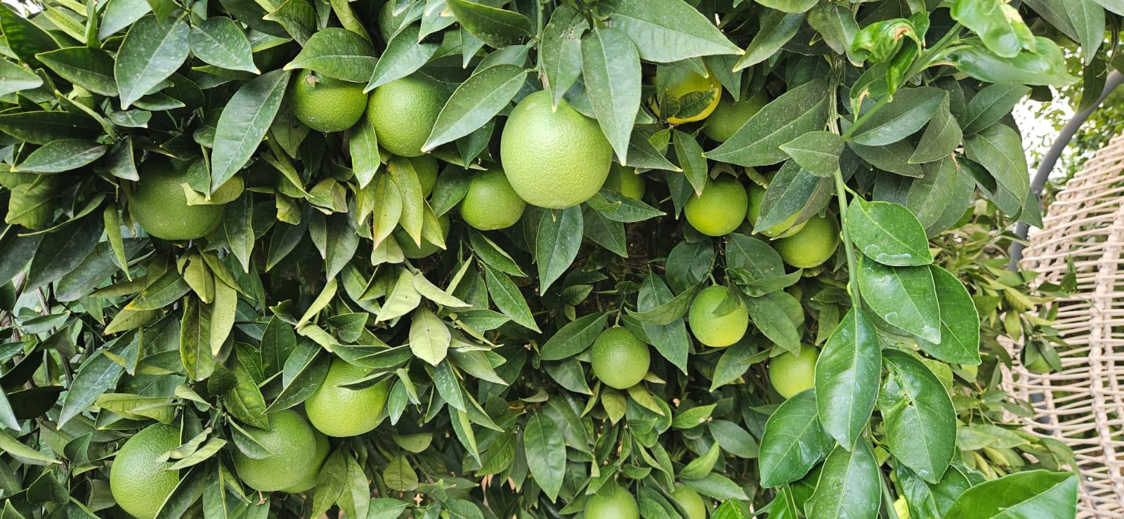 Muğla Fethiye Satılık Portakal