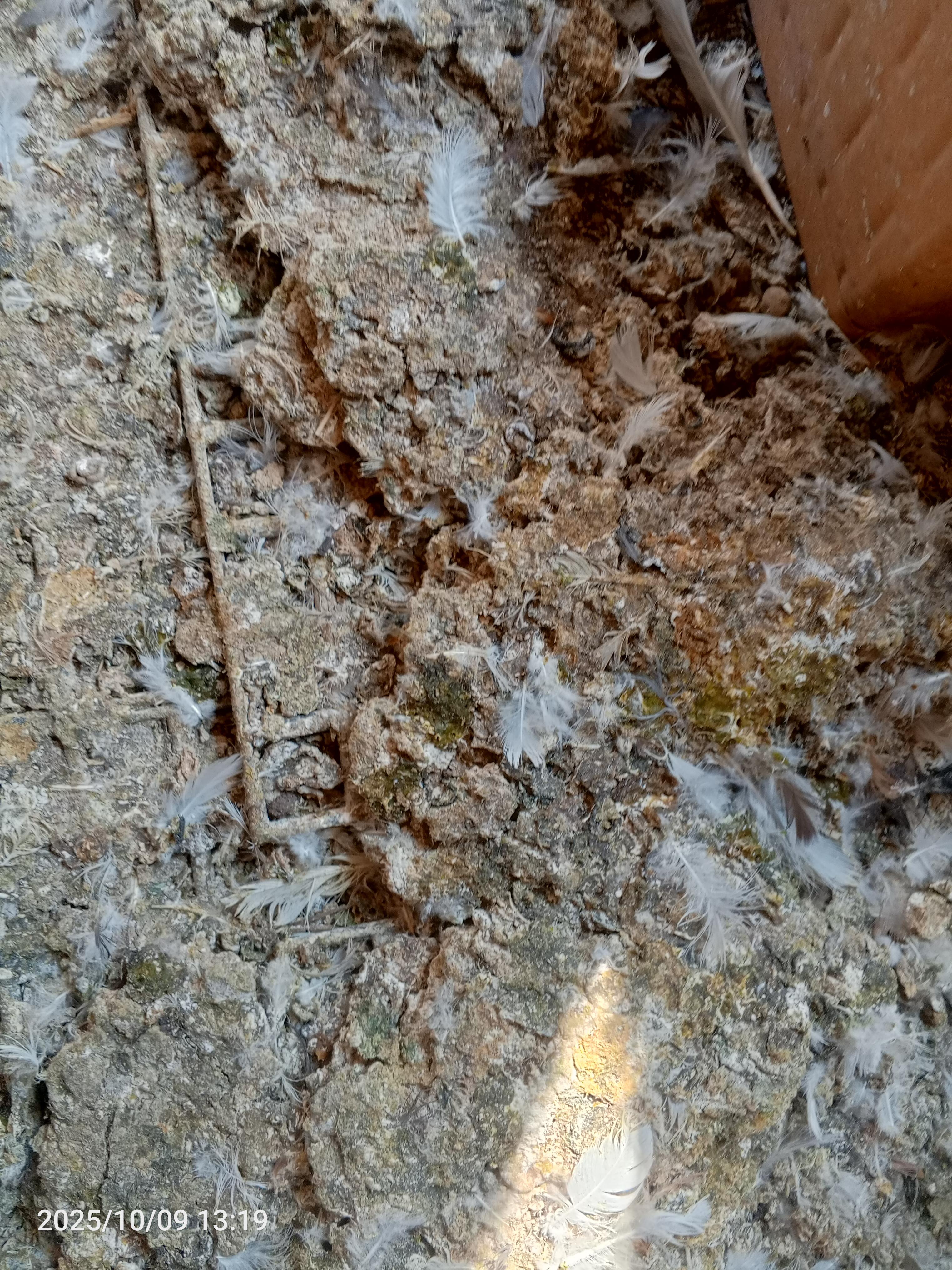 Denizli Pamukkale Satılık Güvercin Gübresi