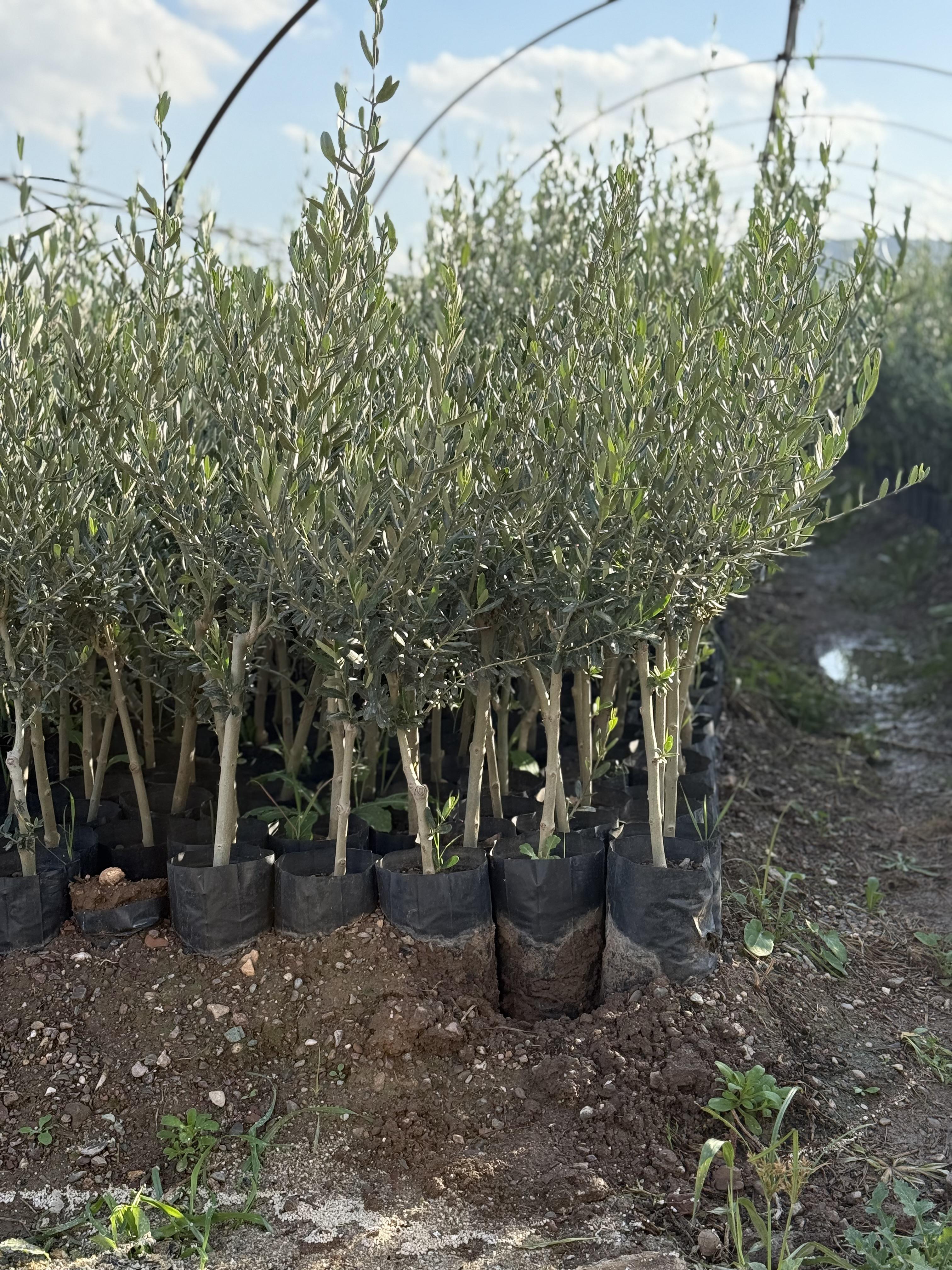 Manisa Akhisar Satılık Zeytin fidanı