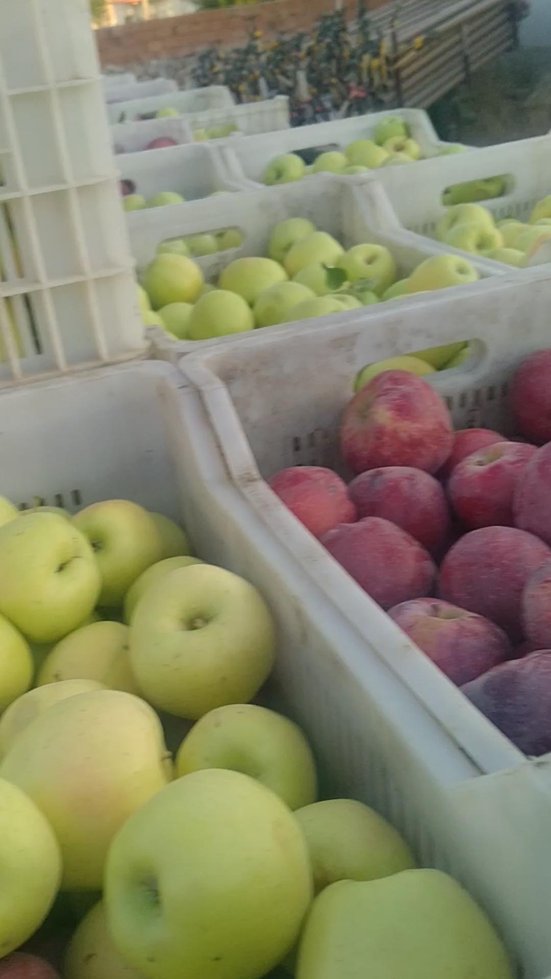 Elma - Özkan Özkan tarafından verilen satılık scarlet spur çeşidi elma  ilanını ve diğer satılık elma ilanlarını tarimziraat.com adresinde bulabilirsiniz