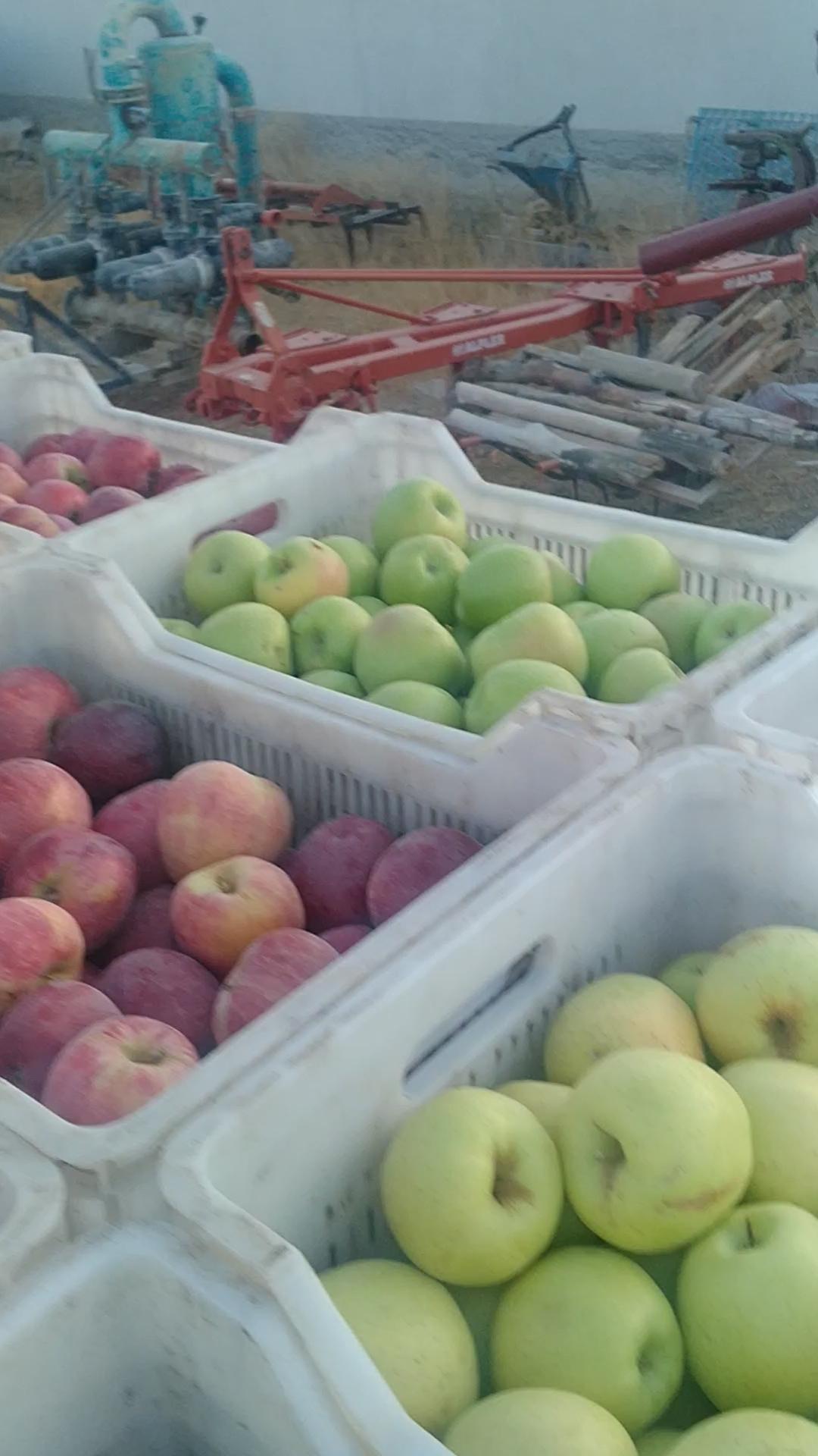 Karaman Merkez Satılık Elma