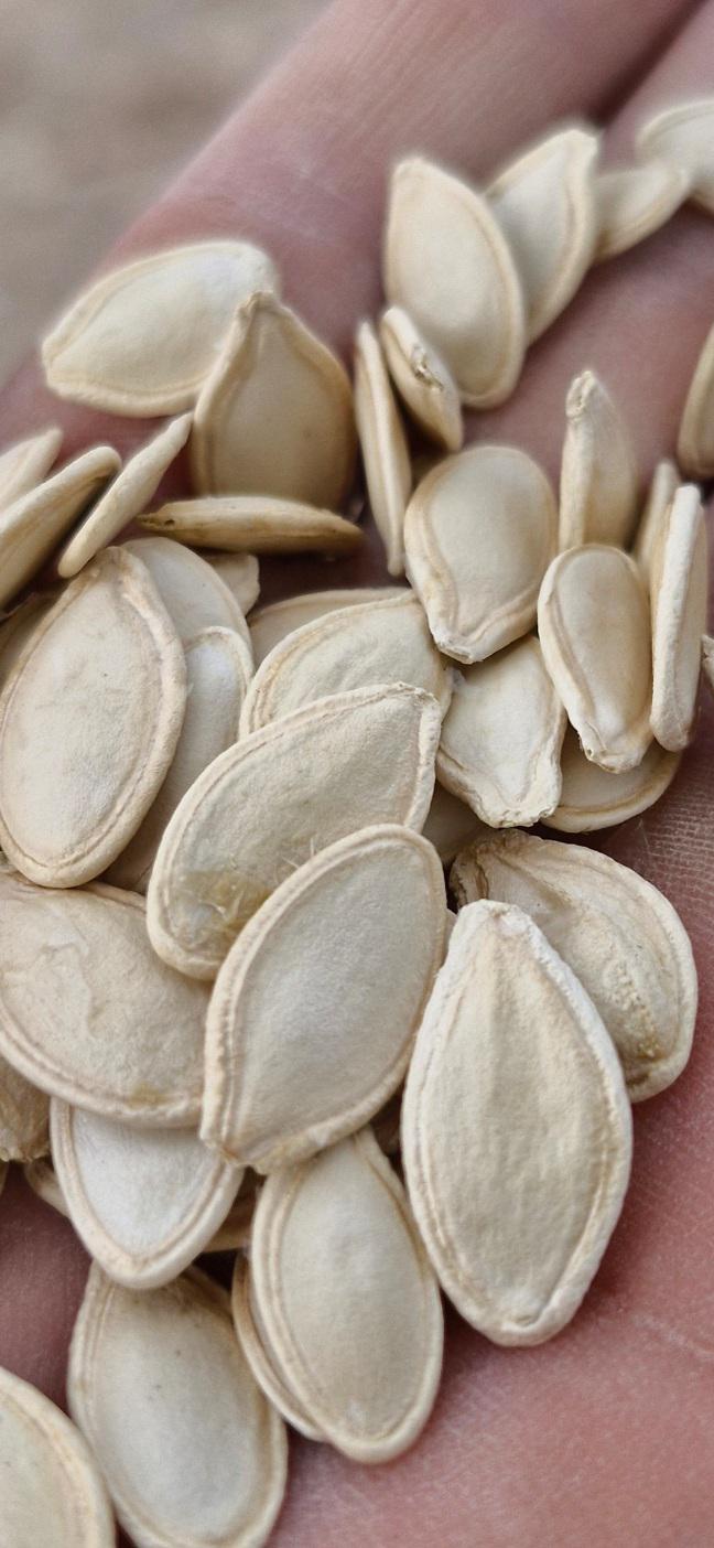 Kayseri Talas Satılık Kabak Çekirdeği