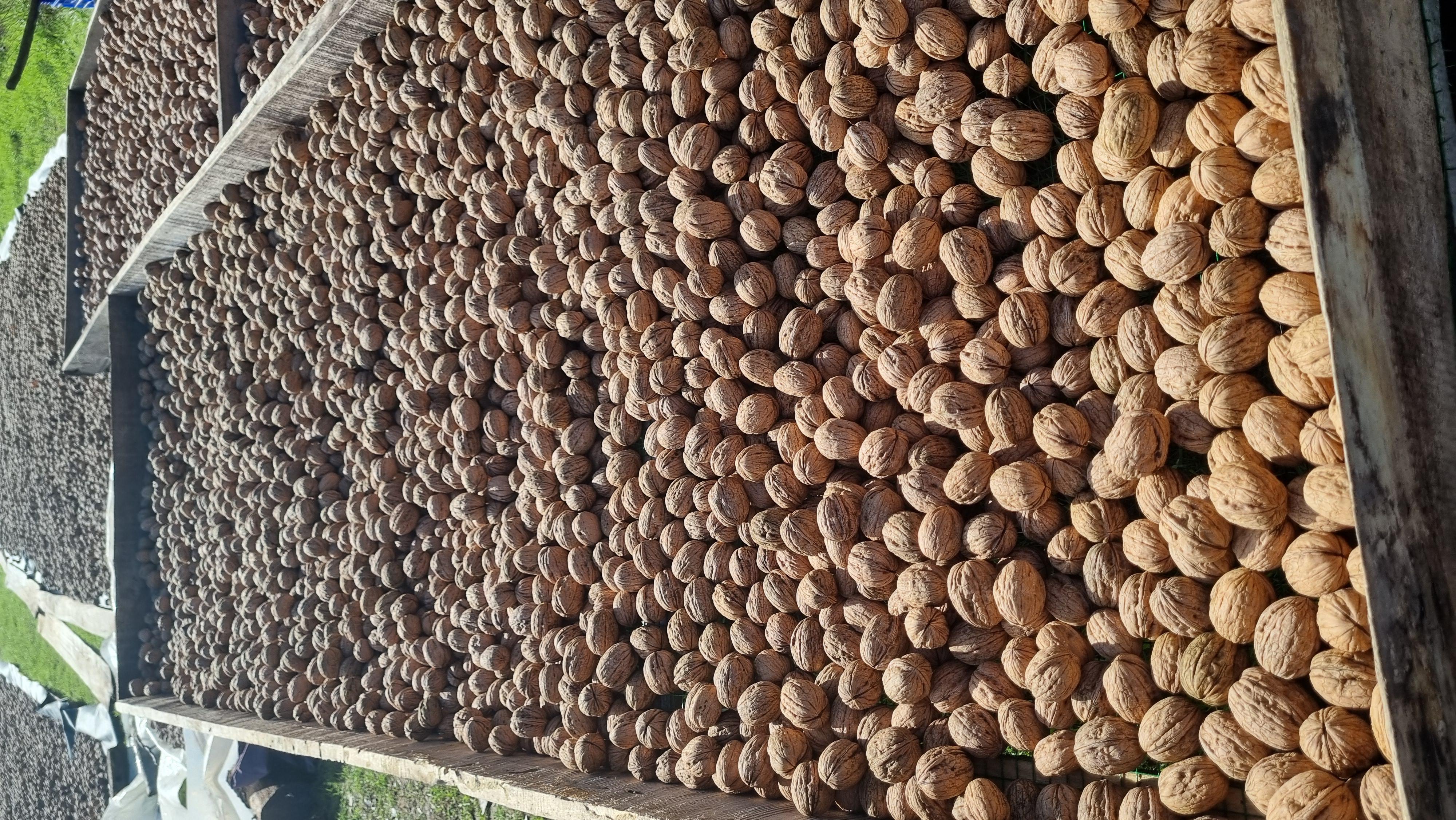 Çanakkale Biga Satılık Ceviz