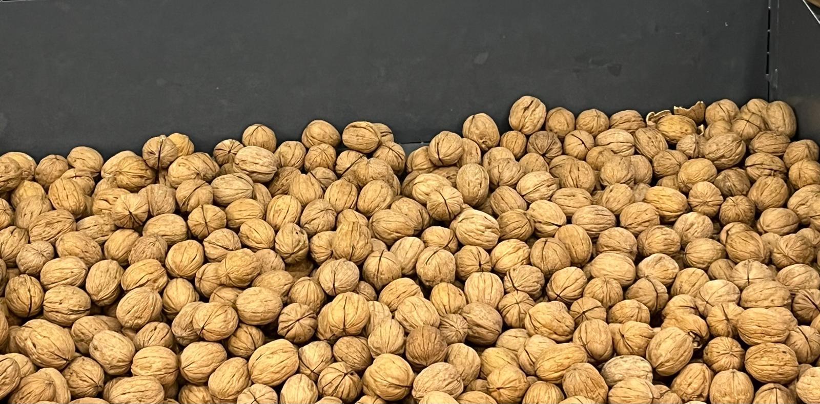 Ceviz - Oray Uzkeser tarafından verilen satılık chandler çeşidi ceviz  ilanını ve diğer satılık ceviz ilanlarını tarimziraat.com adresinde bulabilirsiniz