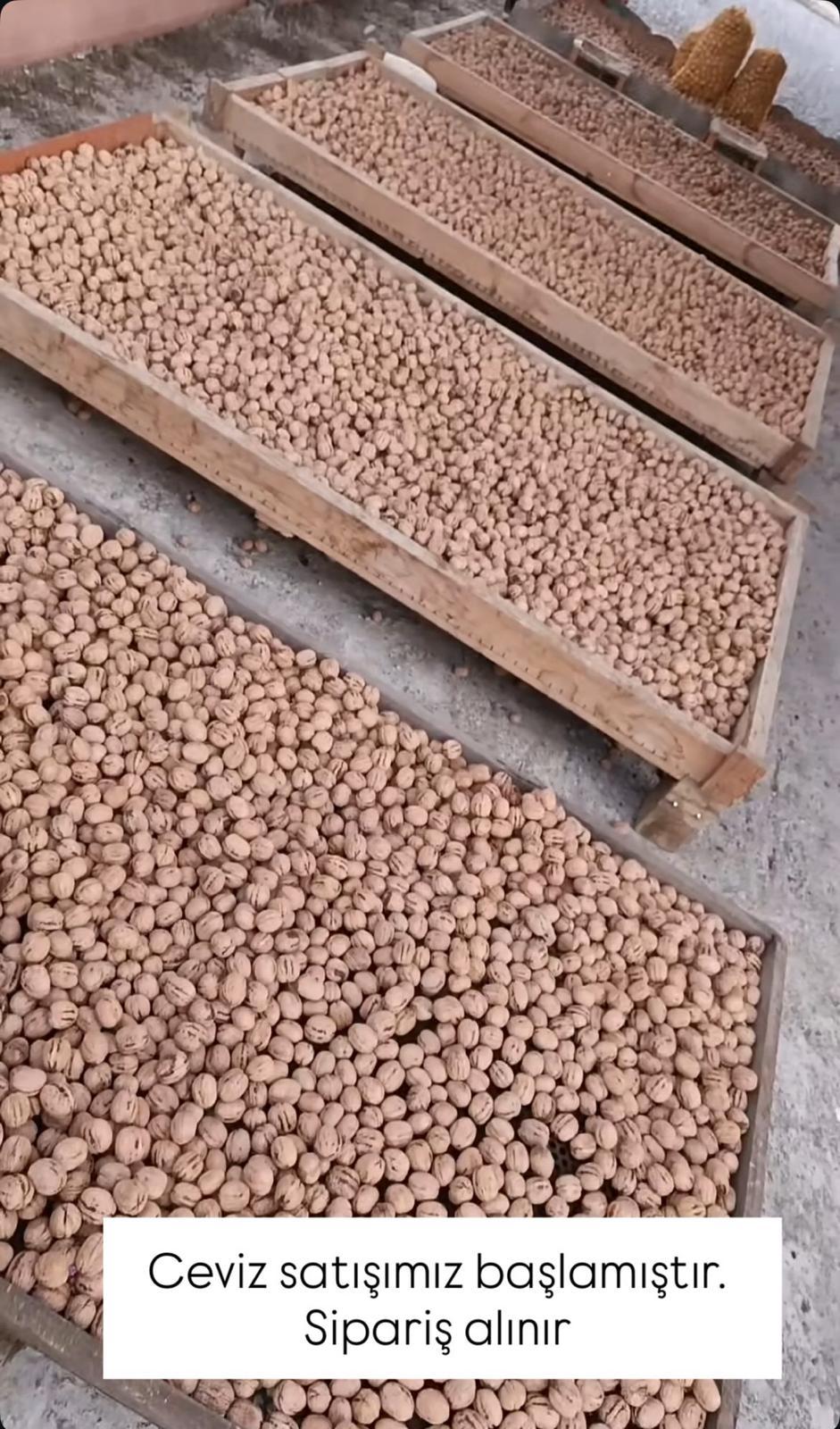 Sakarya Adapazarı Satılık Ceviz