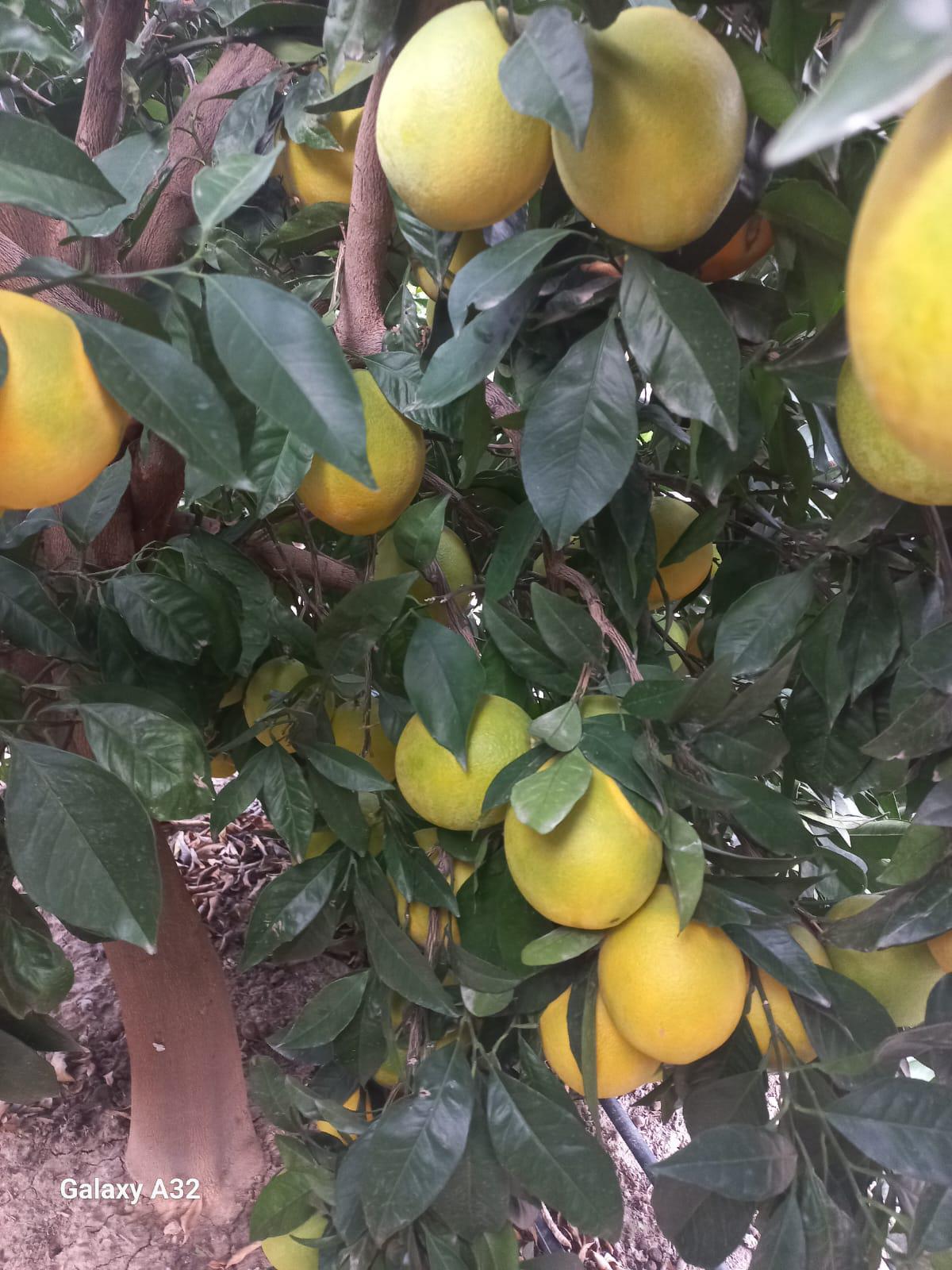 Portakal - Yakup Yakup tarafından verilen satılık portakal ilanını ve diğer satılık portakal ilanlarını tarimziraat.com adresinde bulabilirsiniz