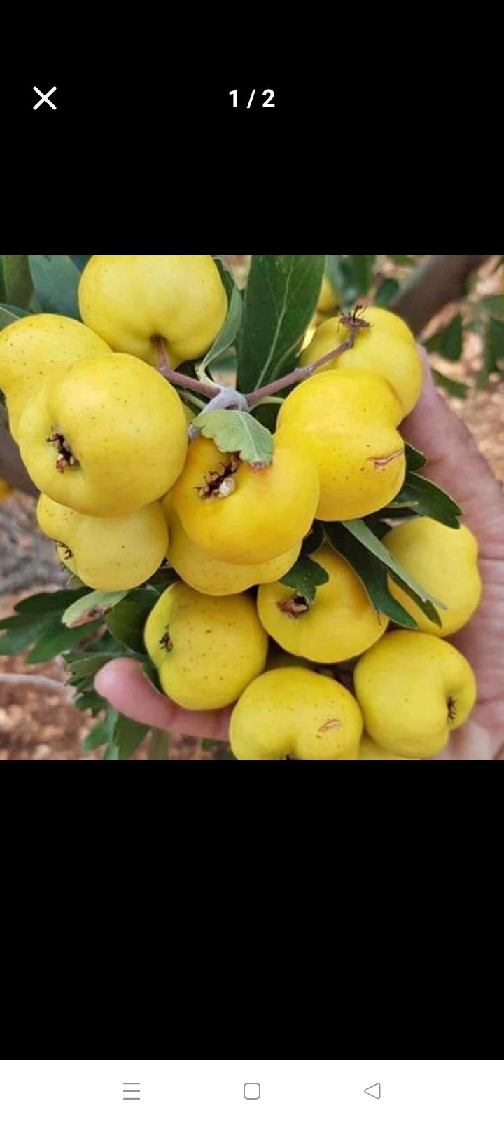 Alıç Meyvesi - Veysel Söğüt tarafından verilen satılık alıç meyvesi ilanını ve diğer satılık alıç meyvesi ilanlarını tarimziraat.com adresinde bulabilirsiniz