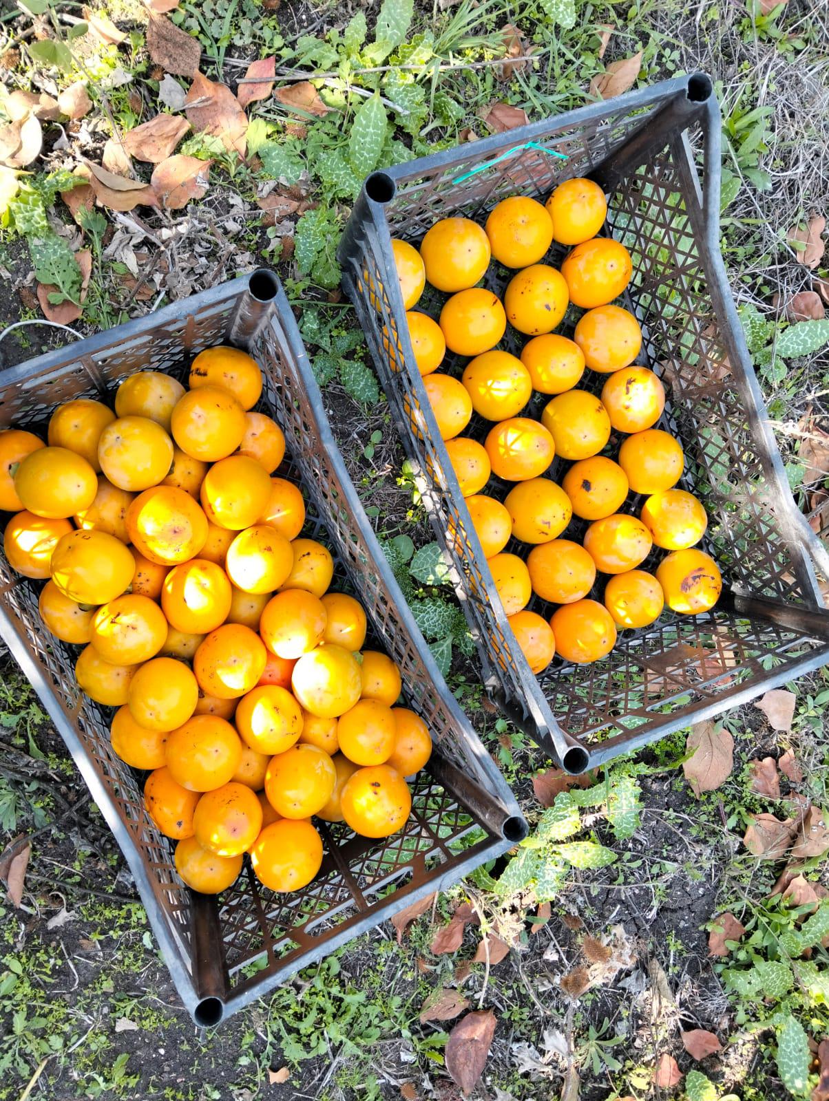 Sema İçelliler Satılık Trabzon hurması - 03.11.2025