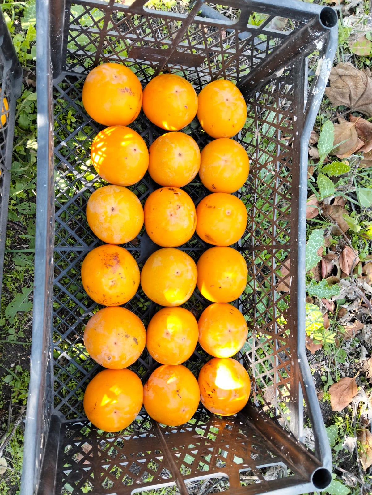 Bursa Nilüfer Satılık Trabzon hurması