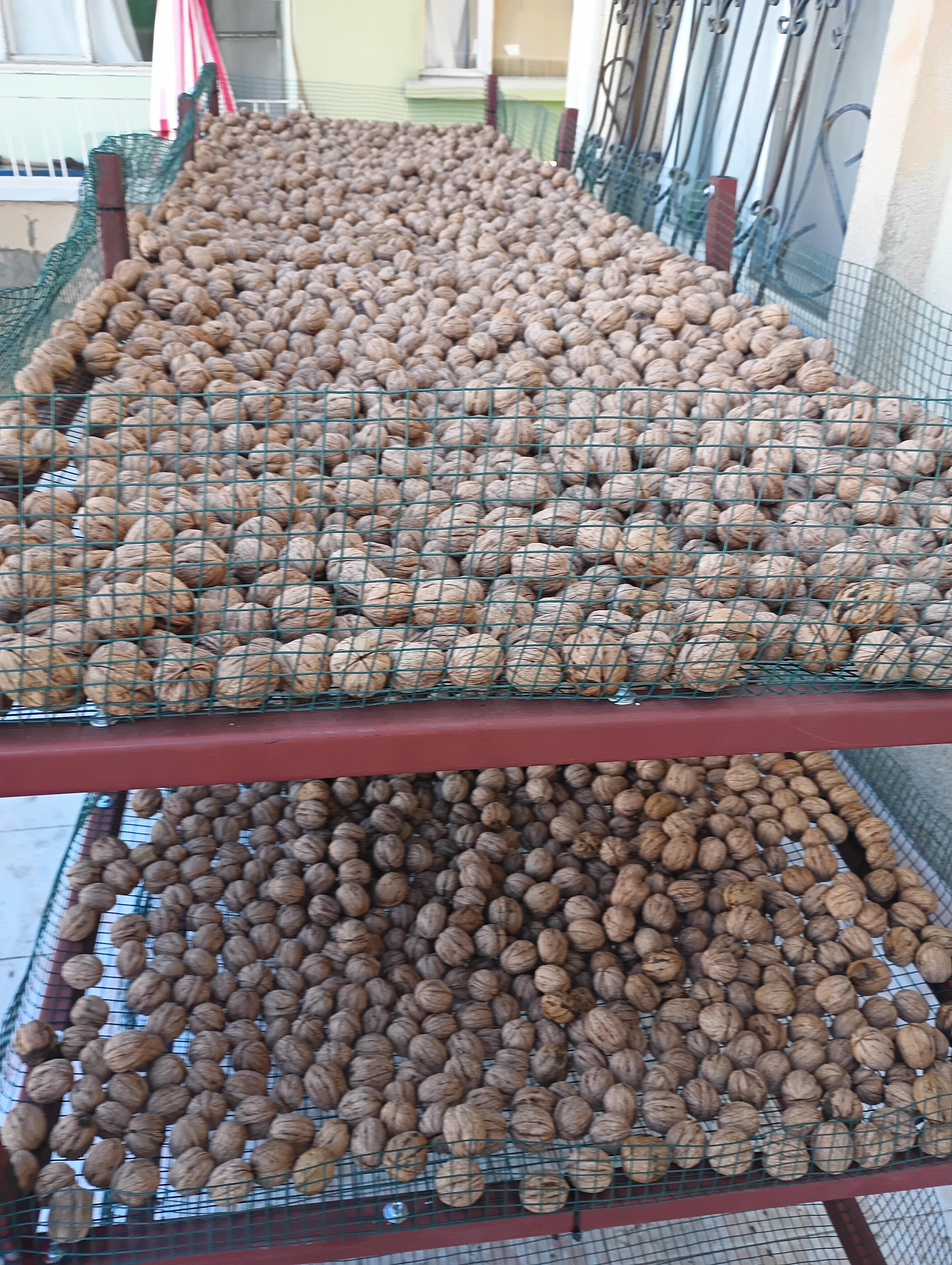 Ahmet Yılmaz Genç Satılık Ceviz - 03.11.2025