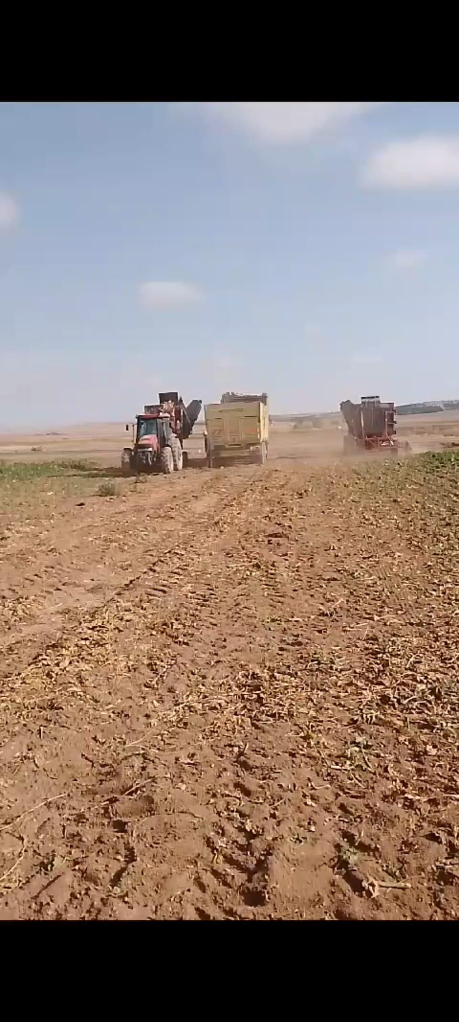 Şeker Pancarı - Laopala Limited tarafından verilen satılık picasso çeşidi şeker pancarı  ilanını ve diğer satılık şeker pancarı ilanlarını tarimziraat.com adresinde bulabilirsiniz