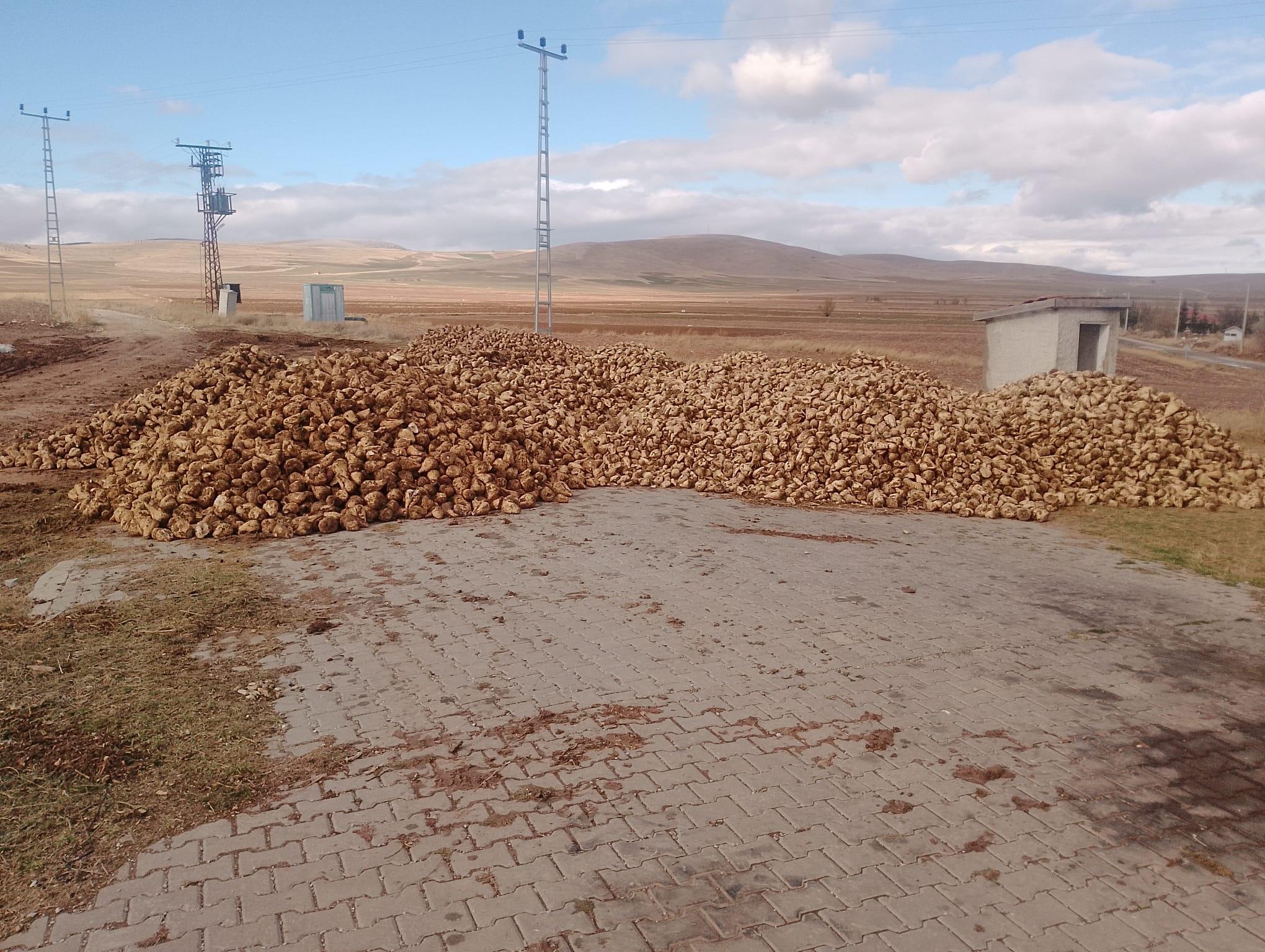 İstanbul Gaziosmanpaşa Satılık Şeker Pancarı