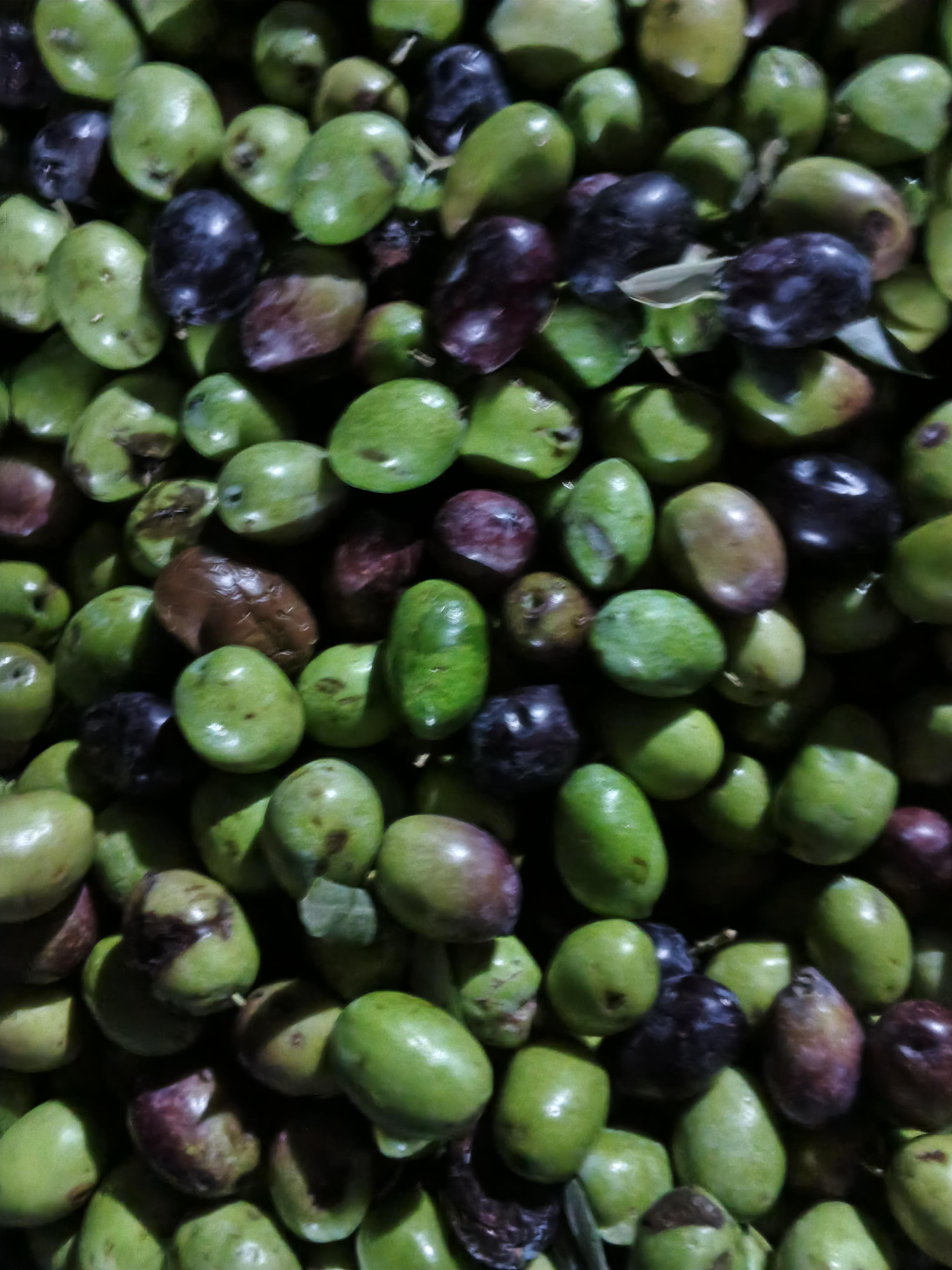 Zeytin - Mehmet Alimoglu tarafından verilen satılık memecik çeşidi zeytin  ilanını ve diğer satılık zeytin ilanlarını tarimziraat.com adresinde bulabilirsiniz