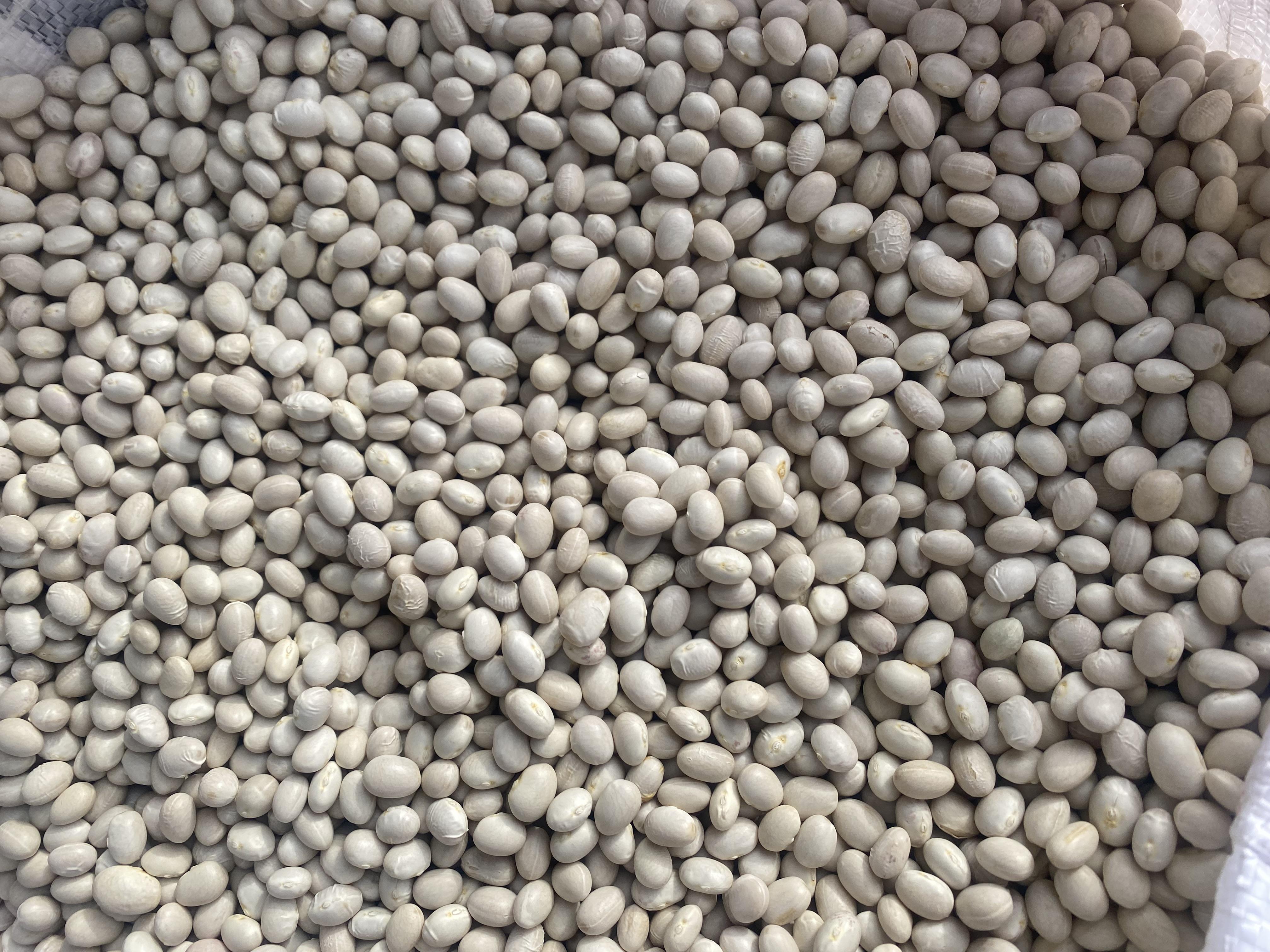 Kuru Fasulye tohumu - Abdul Samet Kesler tarafından verilen satılık kuru fasulye tohumu ilanını ve diğer satılık kuru fasulye tohumu ilanlarını tarimziraat.com adresinde bulabilirsiniz