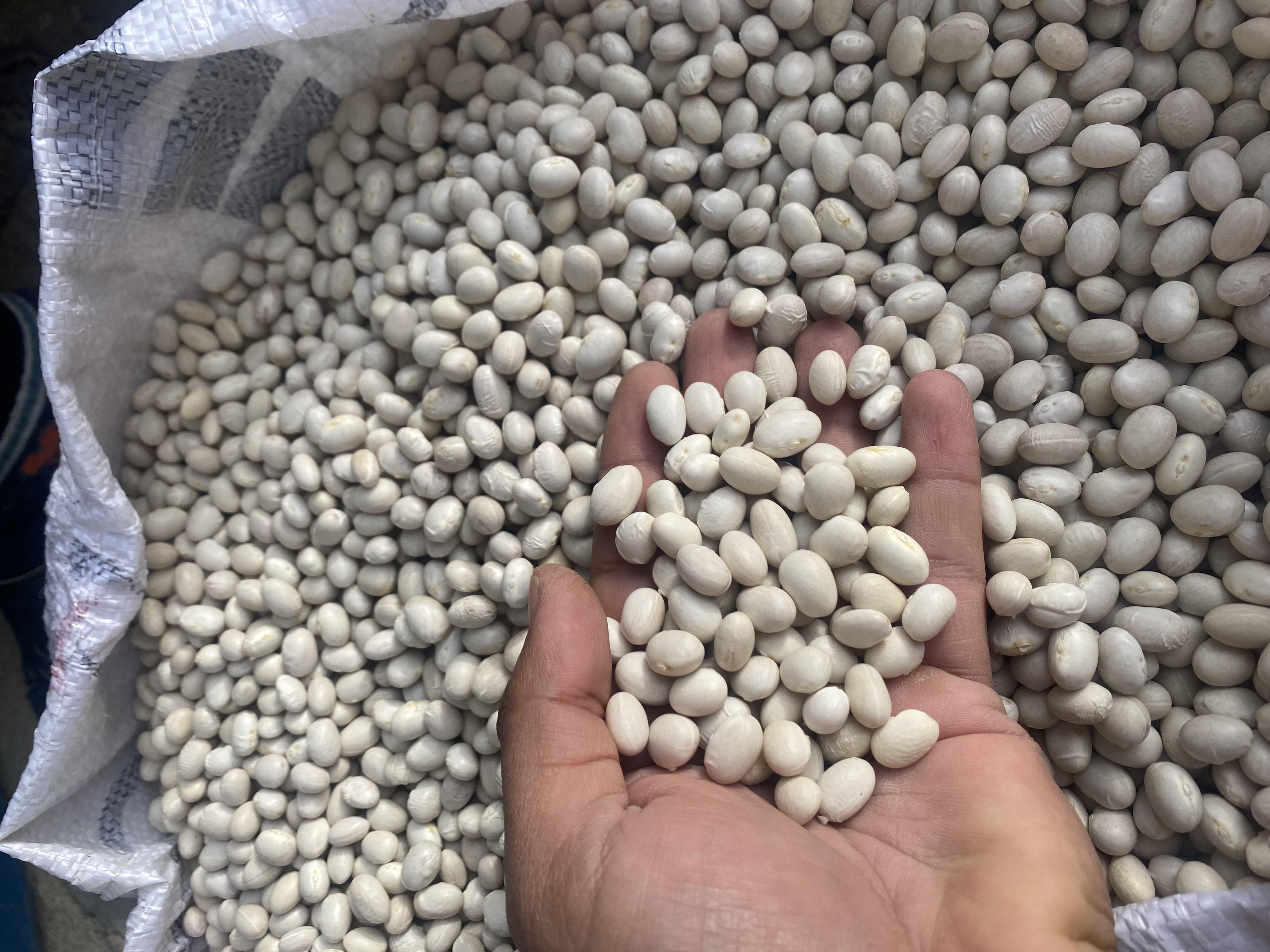 Gümüşhane Köse Satılık Kuru Fasulye tohumu