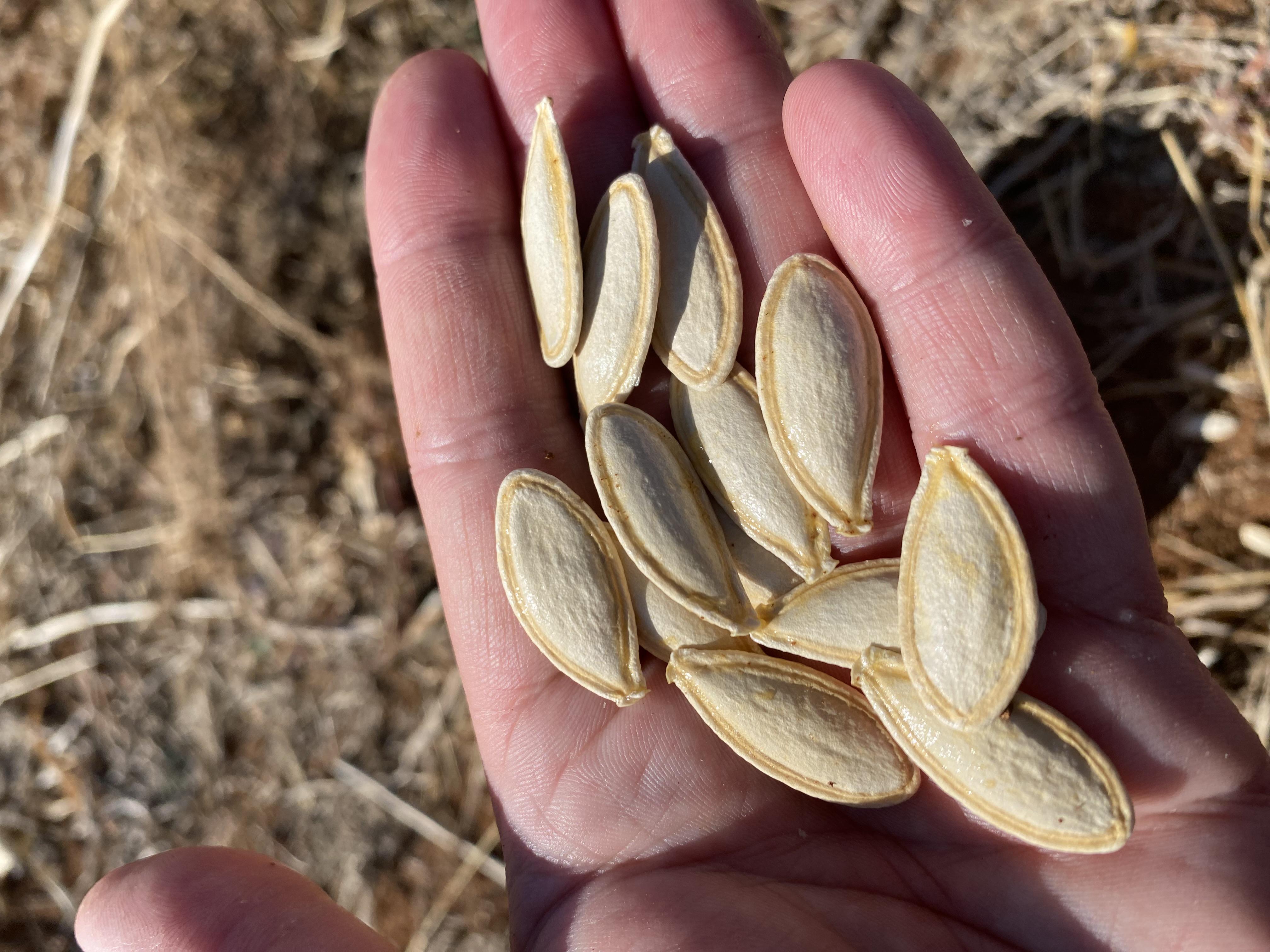 Kabak Çekirdeği - Ahmet Can tarafından verilen satılık tg 38 çeşidi kabak çekirdeği  ilanını ve diğer satılık kabak çekirdeği ilanlarını tarimziraat.com adresinde bulabilirsiniz