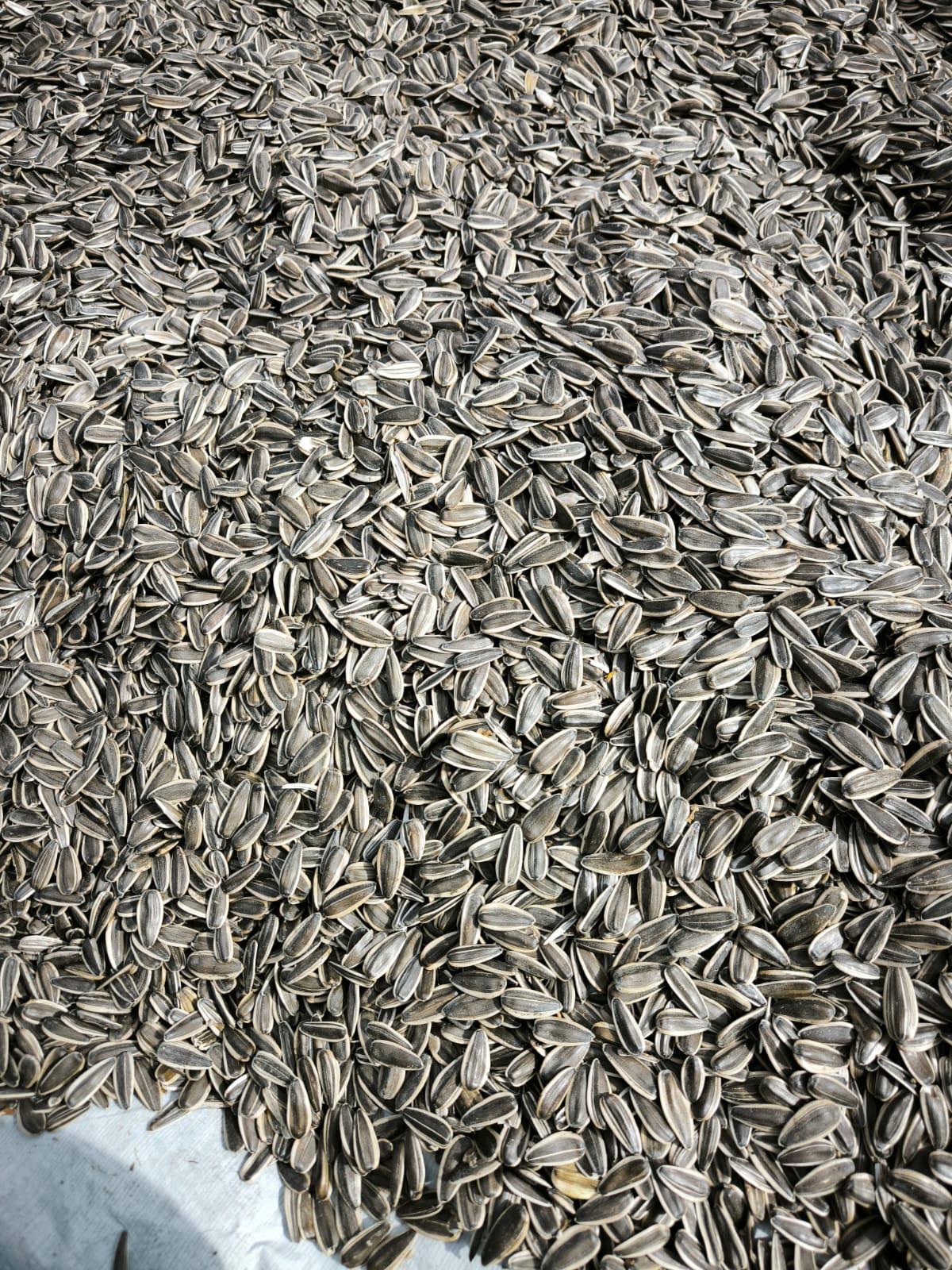 Çerezlik Ayçiçeği - Memet Deniz tarafından verilen satılık çerezlik ayçiçeği ilanını ve diğer satılık çerezlik ayçiçeği ilanlarını tarimziraat.com adresinde bulabilirsiniz