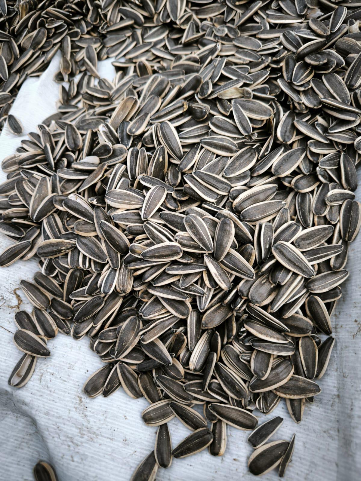 Ağrı Merkez Satılık Çerezlik Ayçiçeği