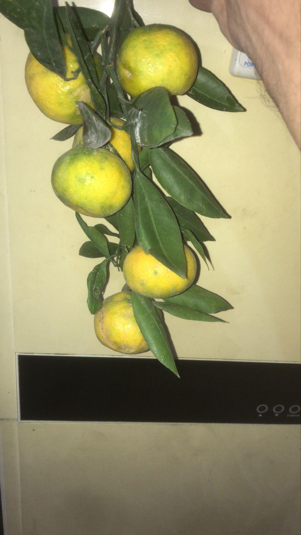 Isparta Merkez Satılık Mandalina