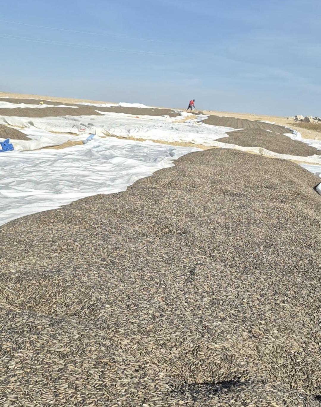 Çerezlik Ayçiçeği - Mert Ekmekci tarafından verilen satılık çerezlik ayçiçeği ilanını ve diğer satılık çerezlik ayçiçeği ilanlarını tarimziraat.com adresinde bulabilirsiniz