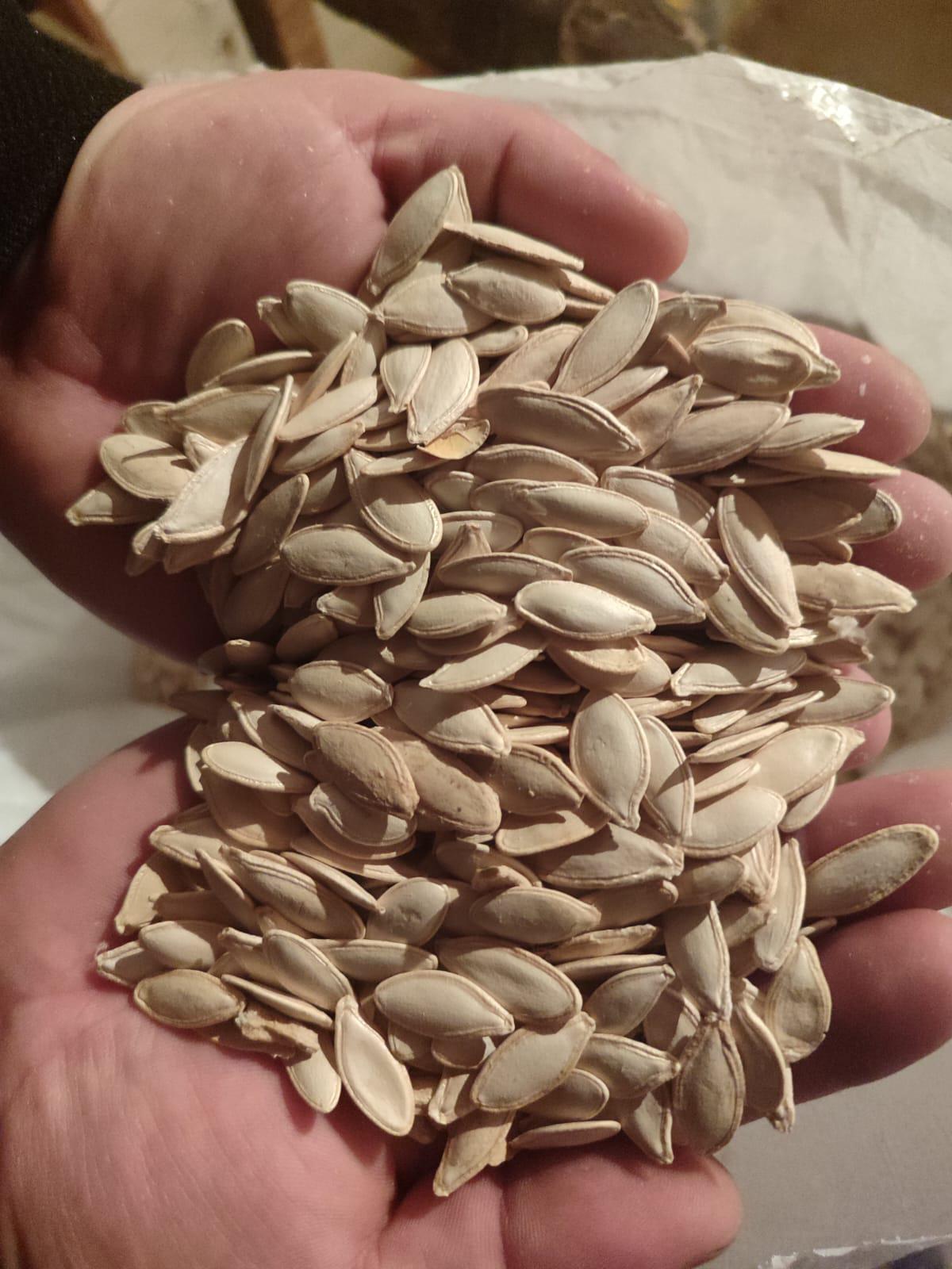 Kabak Çekirdeği - Kadir Kıraş tarafından verilen satılık kabak çekirdeği ilanını ve diğer satılık kabak çekirdeği ilanlarını tarimziraat.com adresinde bulabilirsiniz