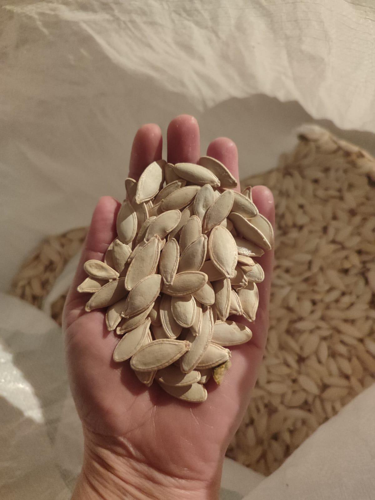 Konya Akşehir Satılık Kabak Çekirdeği