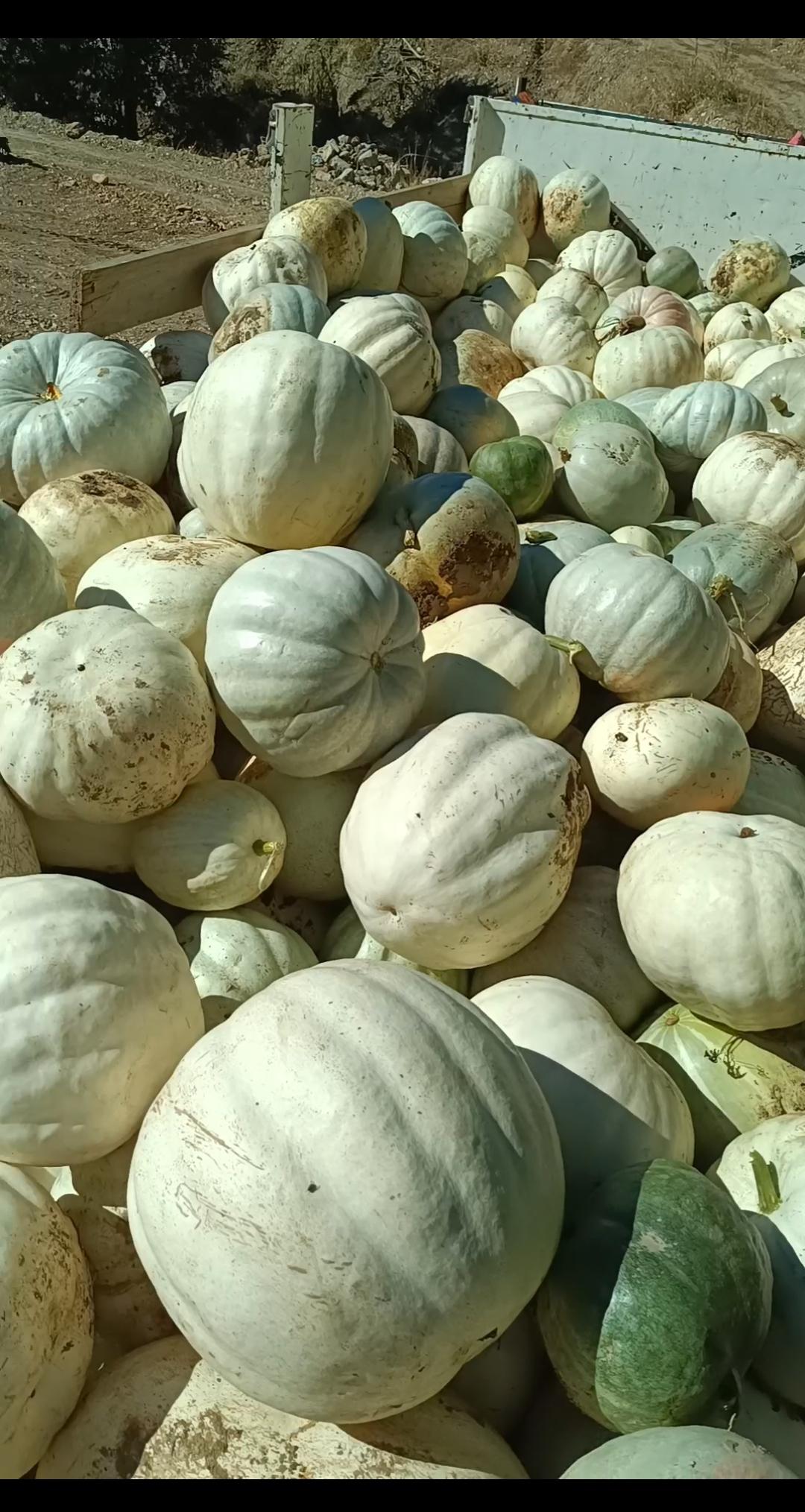 Adıyaman Gölbaşı Satılık Bal Kabağı