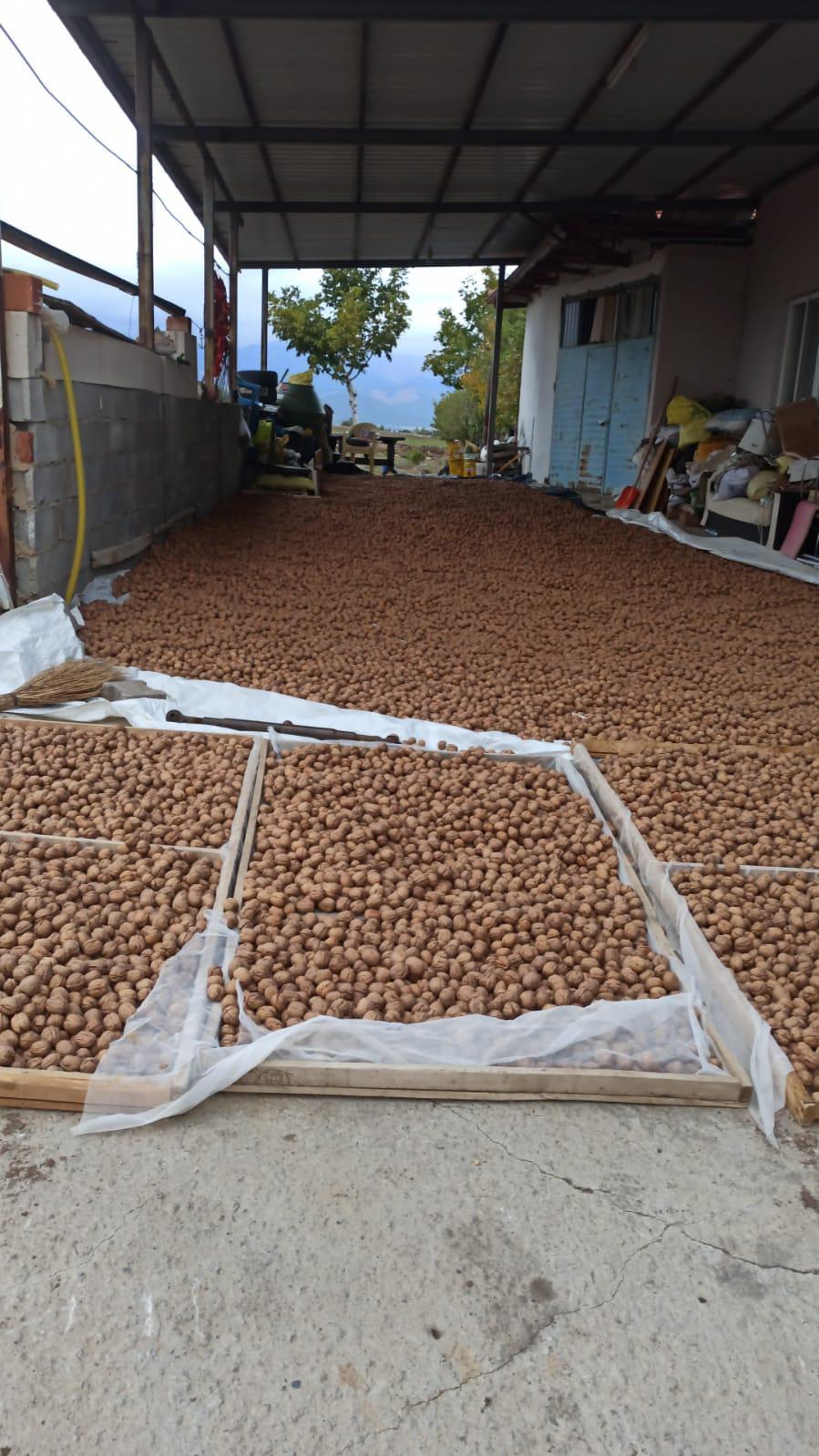 Denizli Tavas Satılık Ceviz