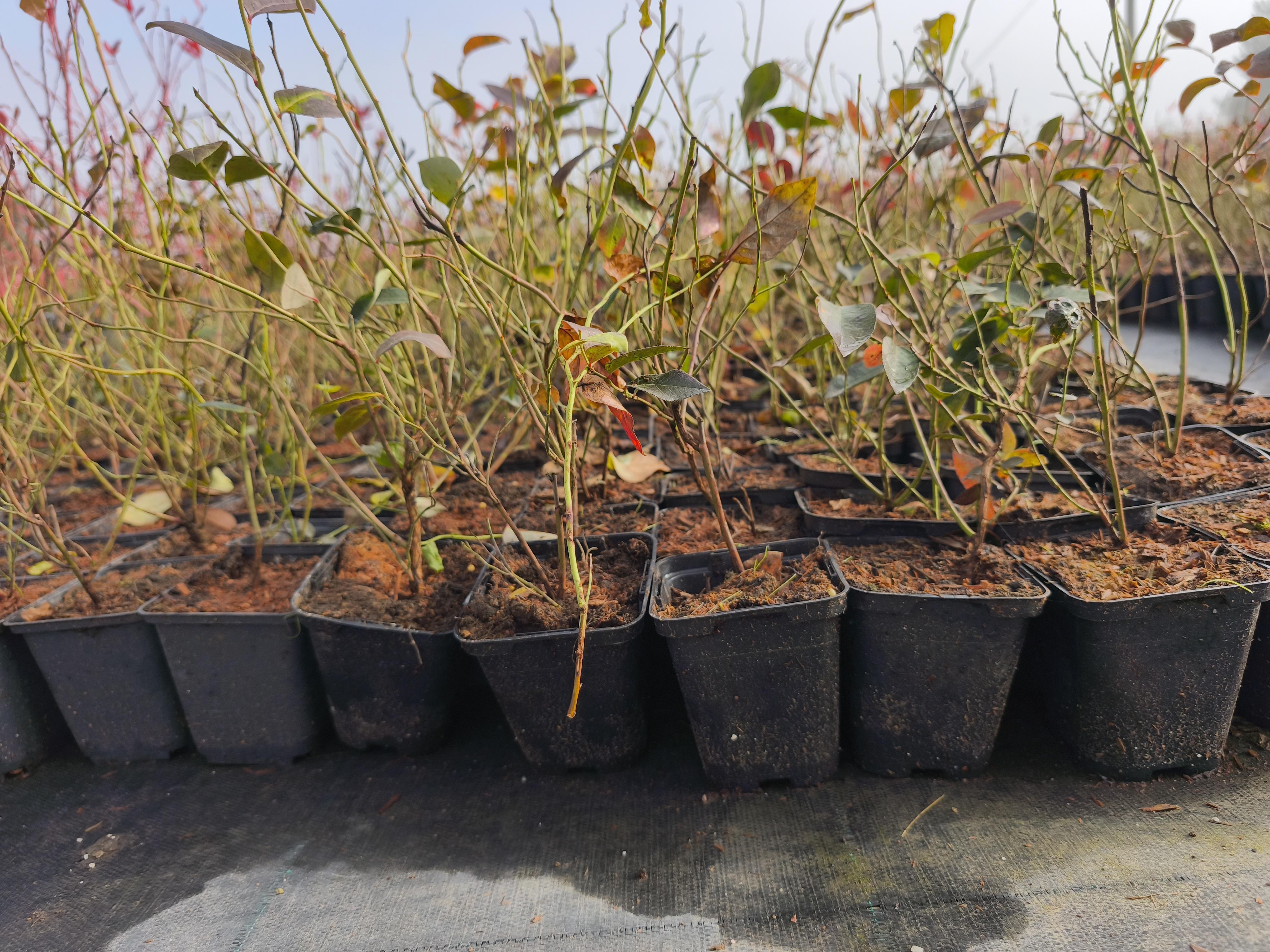 Yaban Mersini fidanı - Cem Zeren tarafından verilen satılık yaban mersini fidanı ilanını ve diğer satılık yaban mersini fidanı ilanlarını tarimziraat.com adresinde bulabilirsiniz