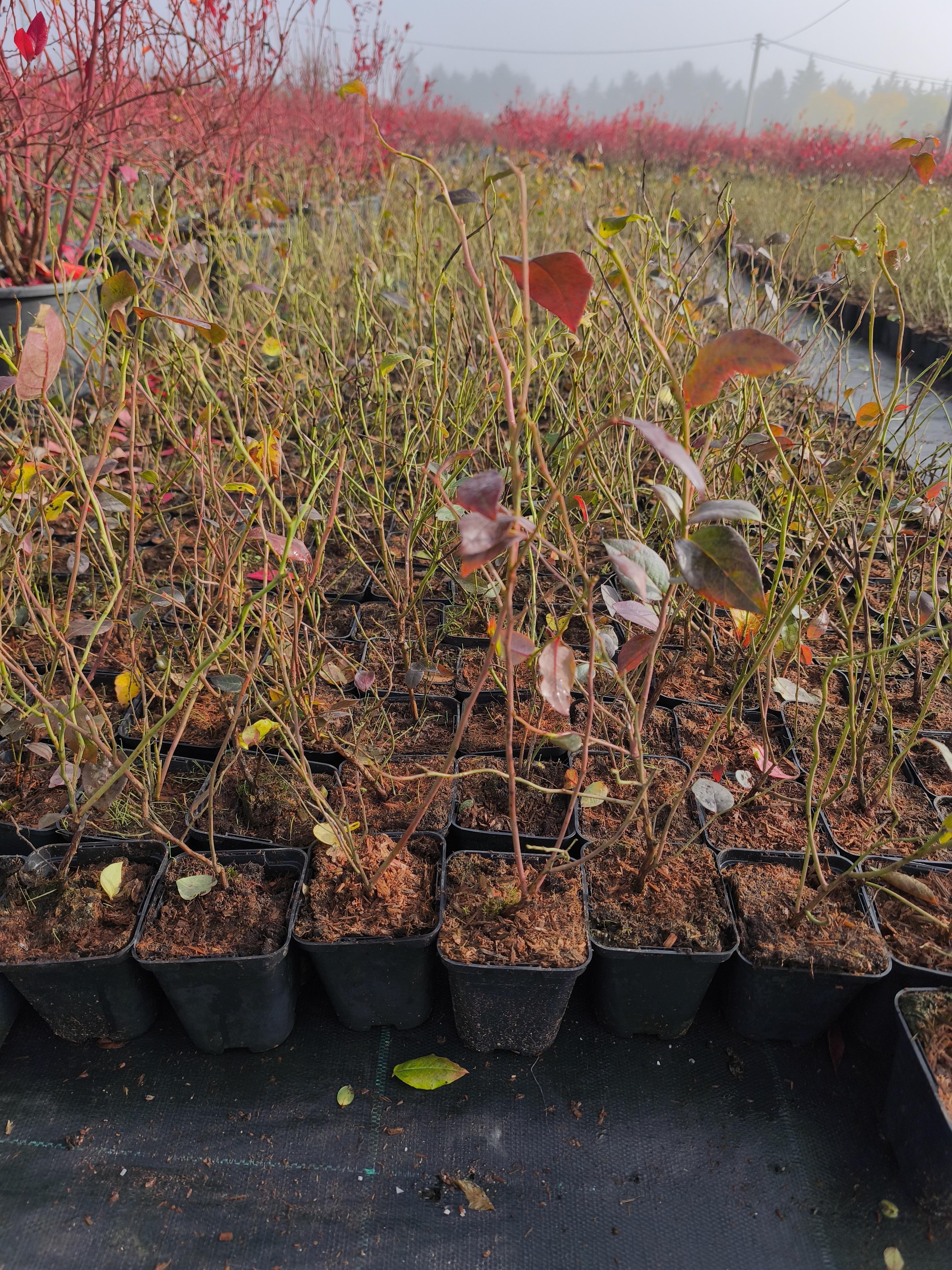 Sakarya Pamukova Satılık Yaban Mersini fidanı