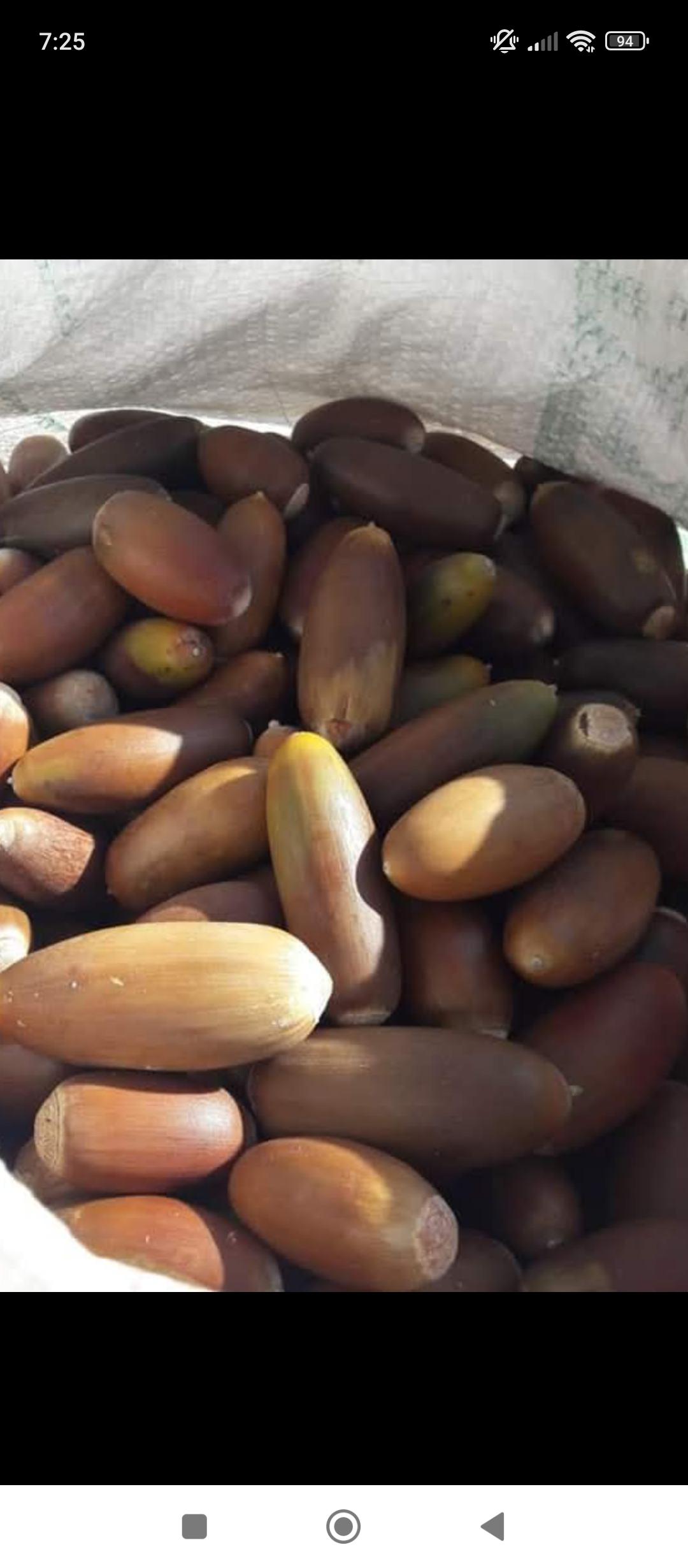 Vasil Dimitrov Meşe Palamudu alımı - 02.12.2025