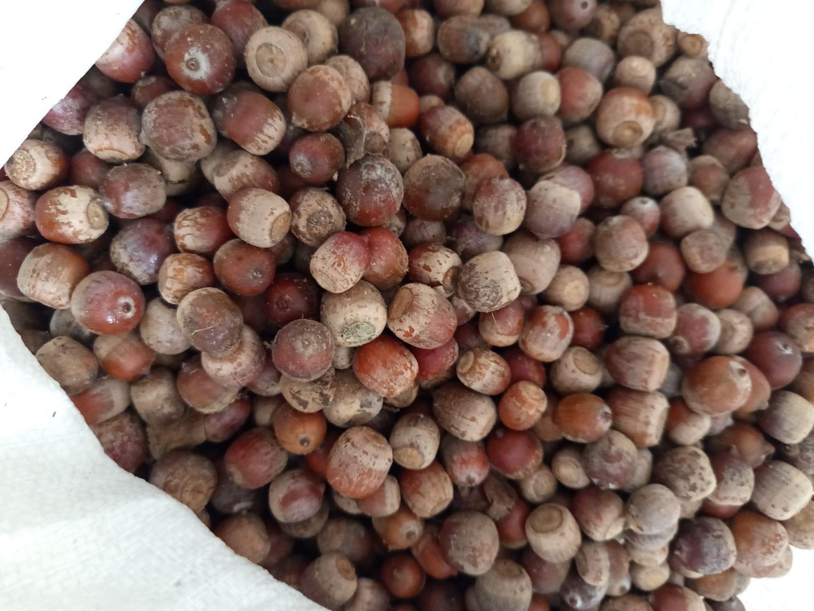 Vasil Dimitrov Satılık Meşe Palamudu - 01.12.2025