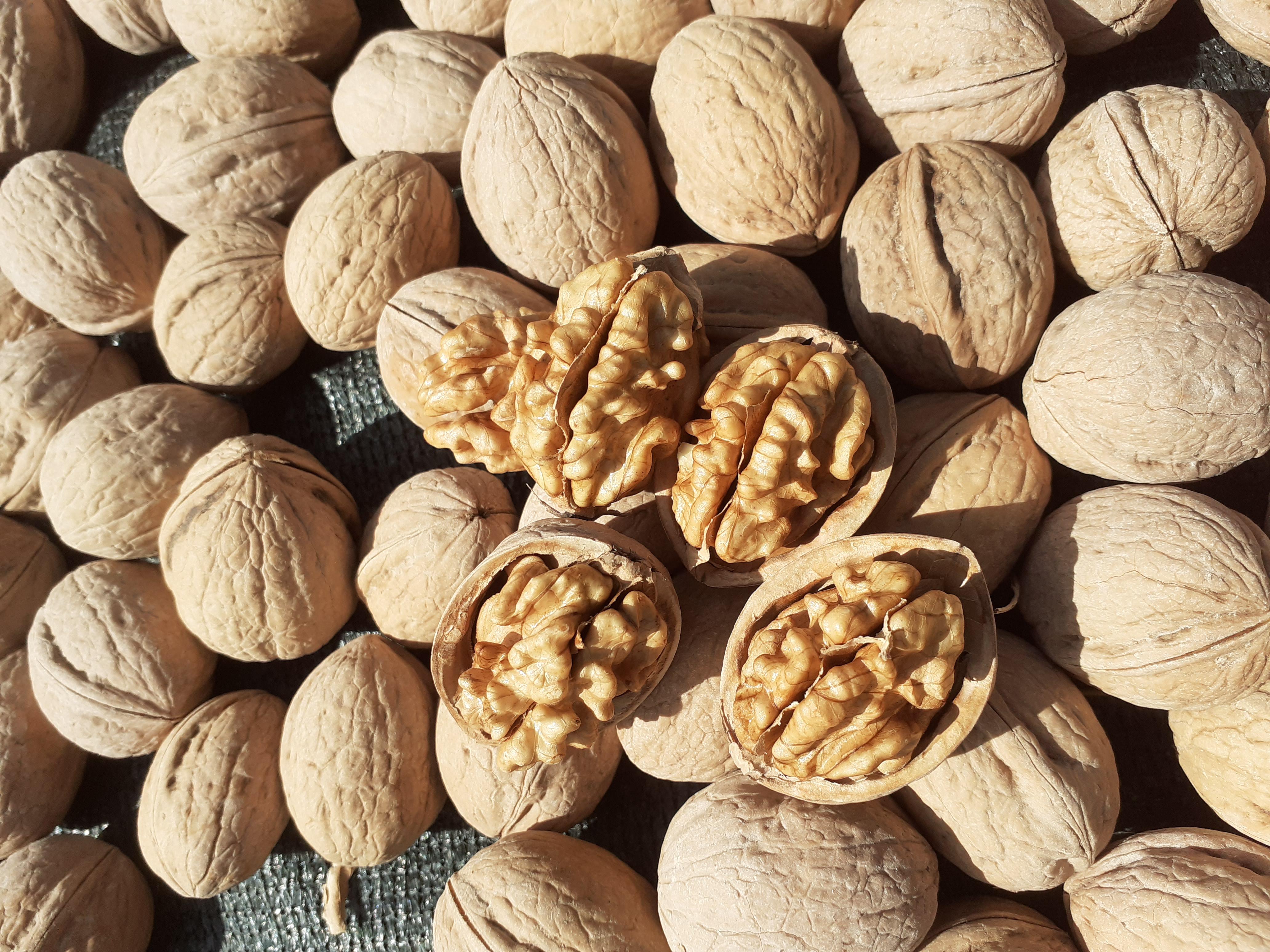 Ceviz - Idris Gurler tarafından verilen satılık yalova-2 çeşidi ceviz  ilanını ve diğer satılık ceviz ilanlarını tarimziraat.com adresinde bulabilirsiniz