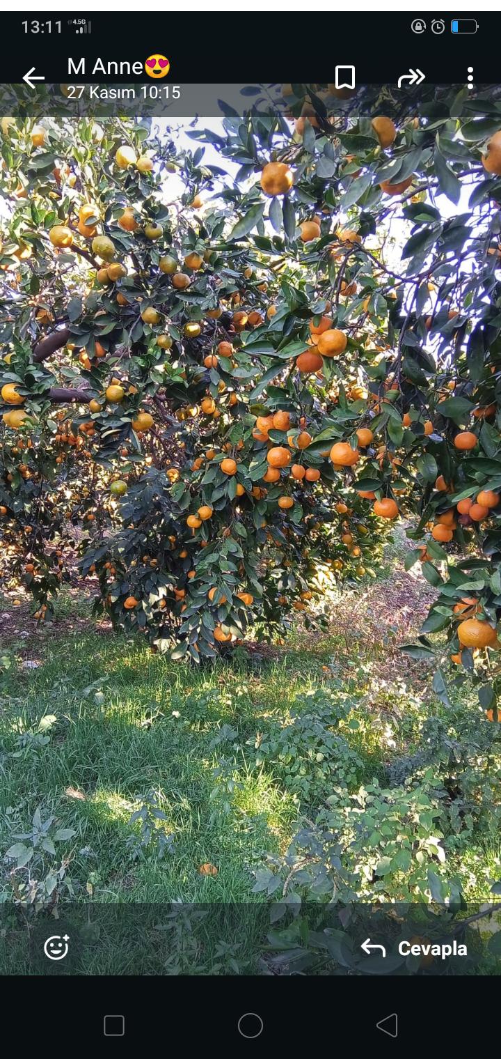 Mandalina - Duygu Gül Akça tarafından verilen satılık rizem çeşidi mandalina  ilanını ve diğer satılık mandalina ilanlarını tarimziraat.com adresinde bulabilirsiniz