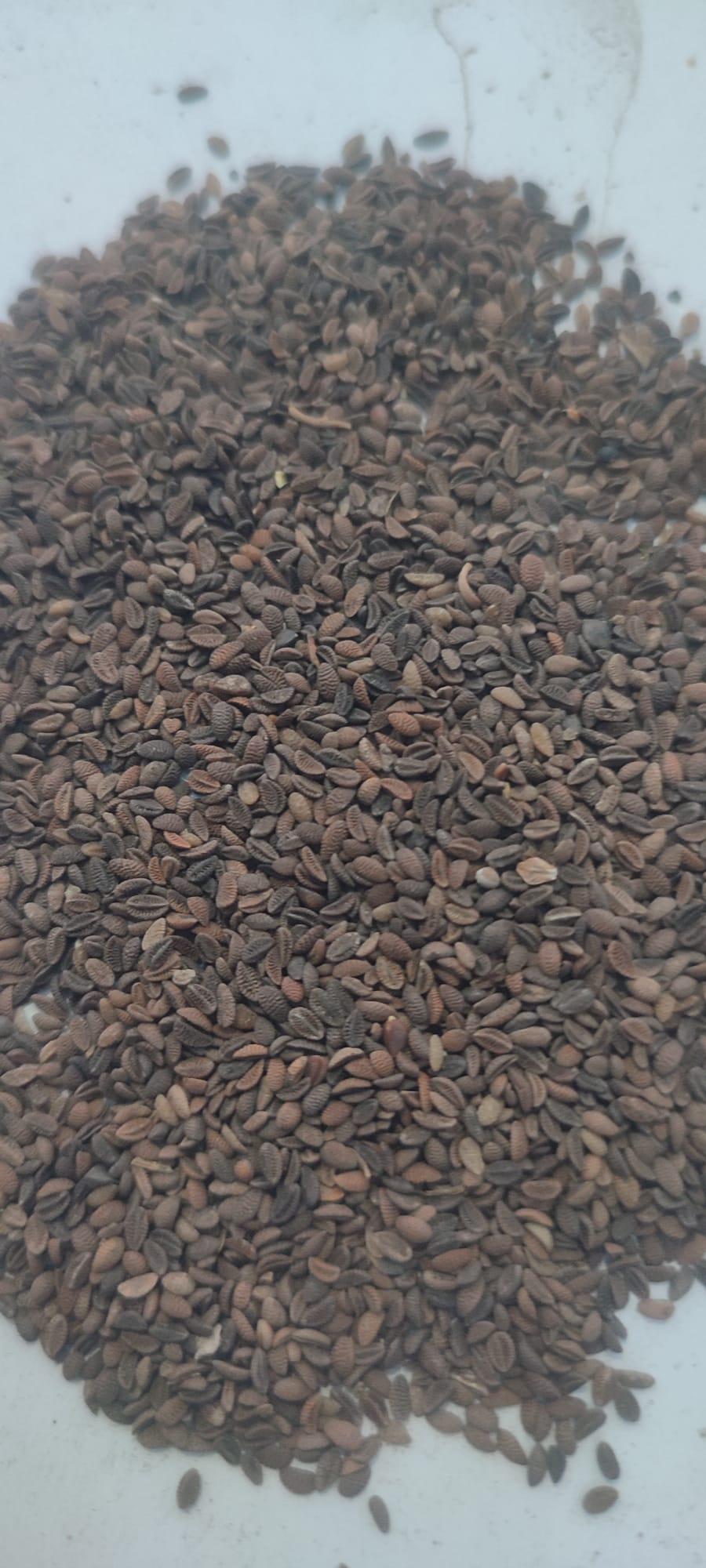 Arı Otu tohumu - Zeynep'in Çiftliği tarafından verilen satılık arı otu tohumu ilanını ve diğer satılık arı otu tohumu ilanlarını tarimziraat.com adresinde bulabilirsiniz