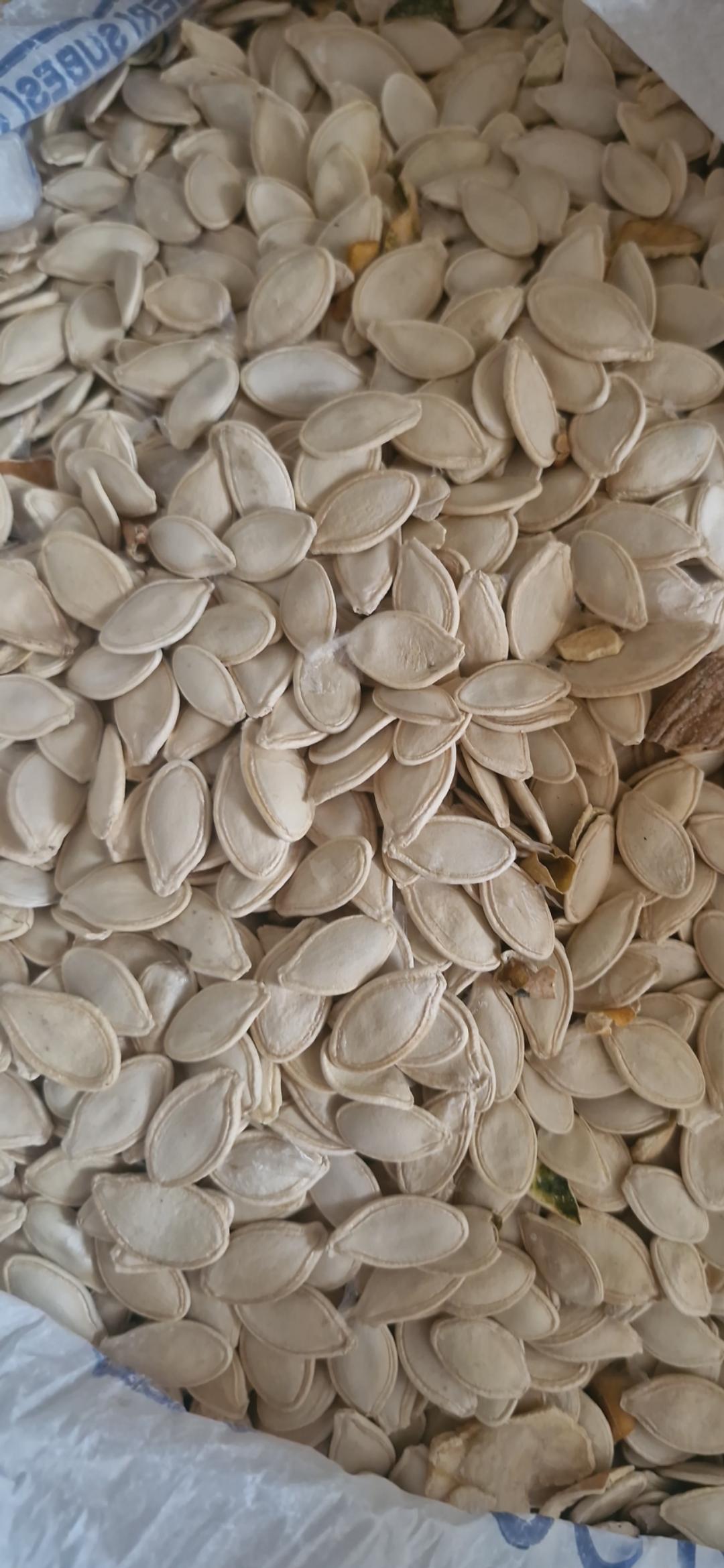 Kabak Çekirdeği - Mahmut Güngör tarafından verilen satılık kabak çekirdeği ilanını ve diğer satılık kabak çekirdeği ilanlarını tarimziraat.com adresinde bulabilirsiniz