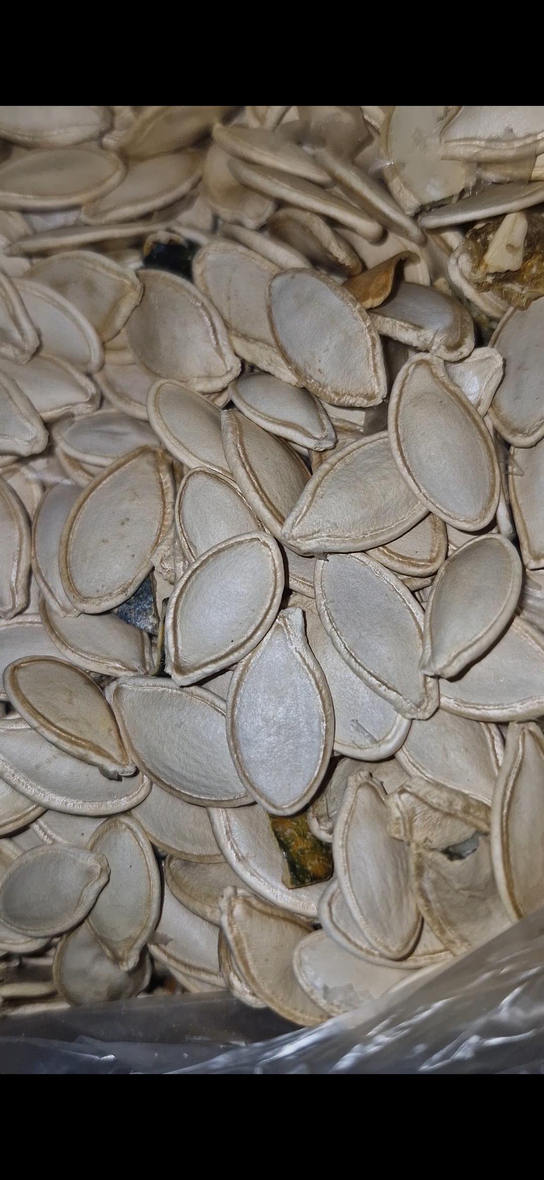 Kayseri Talas Satılık Kabak Çekirdeği