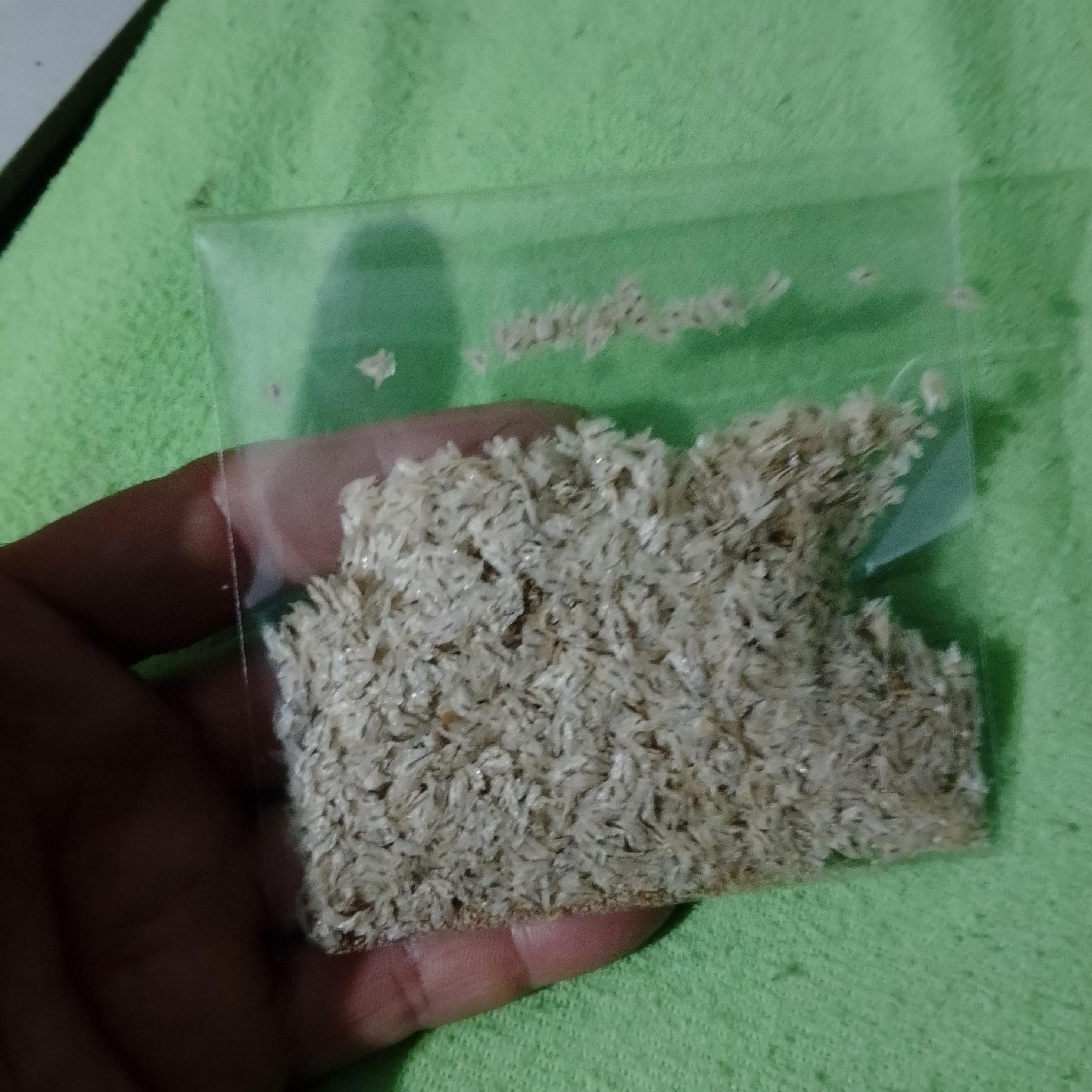 Kavak ağacı - Hayrullah Uncu tarafından verilen satılık kavak ağacı ilanını ve diğer satılık kavak ağacı ilanlarını tarimziraat.com adresinde bulabilirsiniz