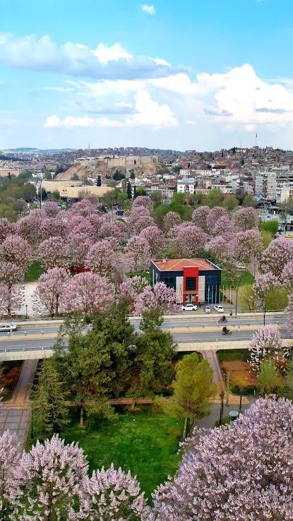 Mardin Artuklu Satılık Kavak ağacı